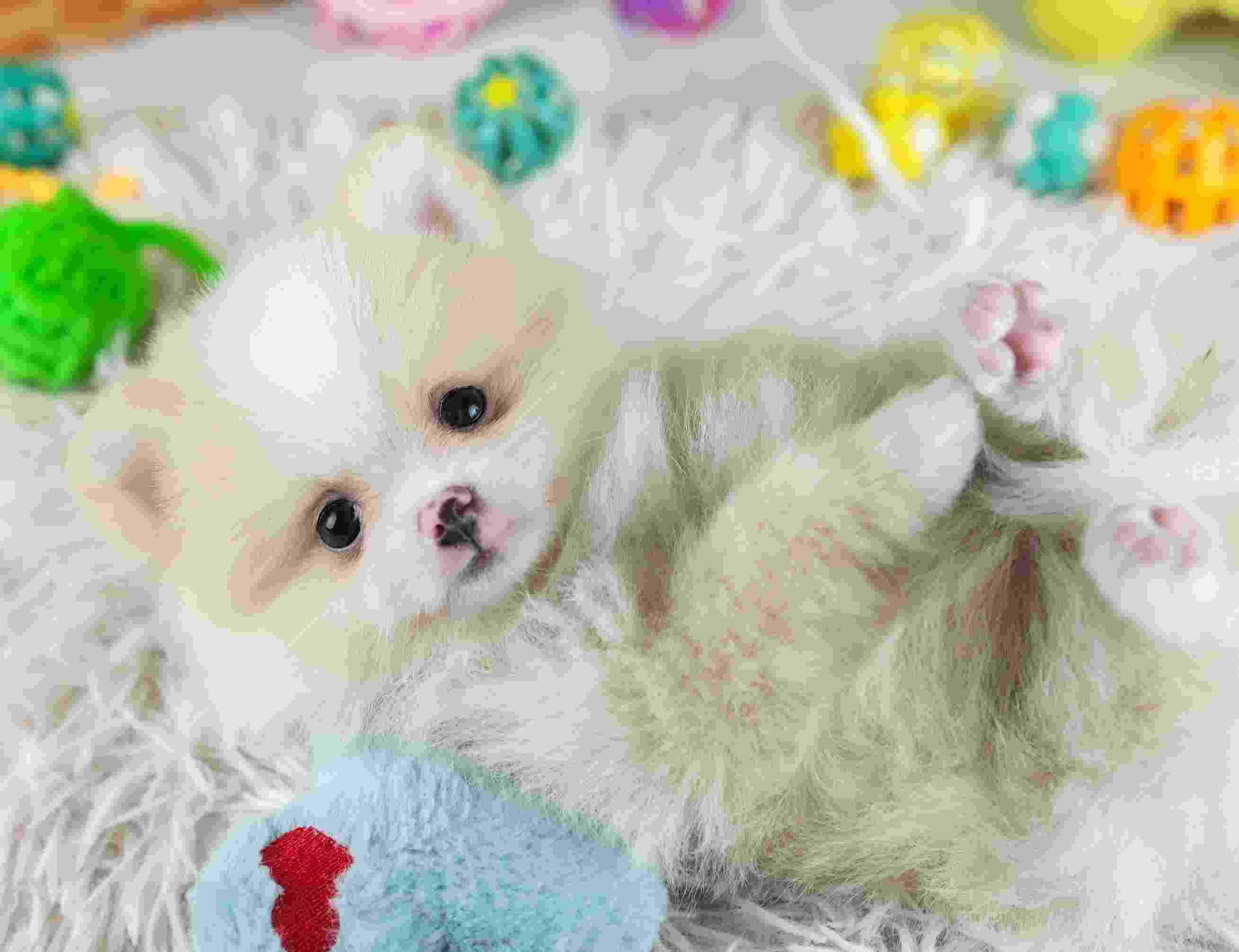 ポメラニアン | 男の子 | クリーム | 2026年1月29日