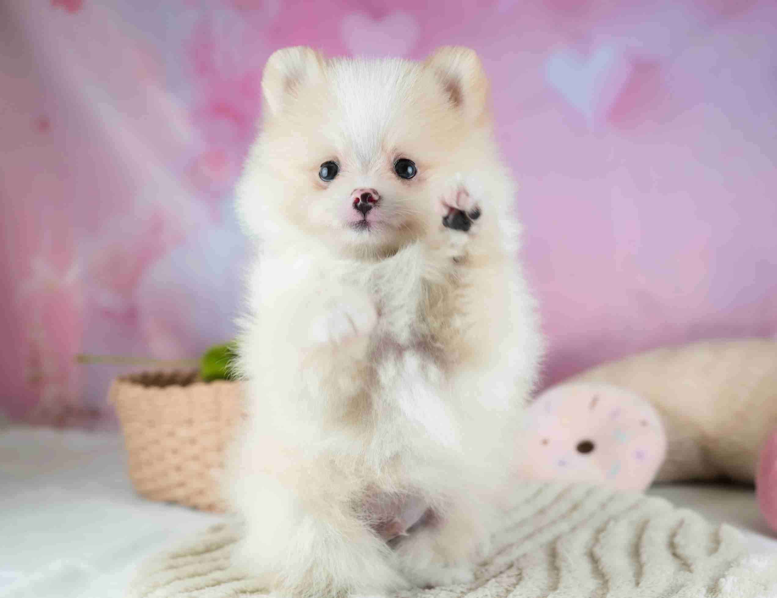 ポメラニアン | 男の子 | クリーム | 2026年1月29日