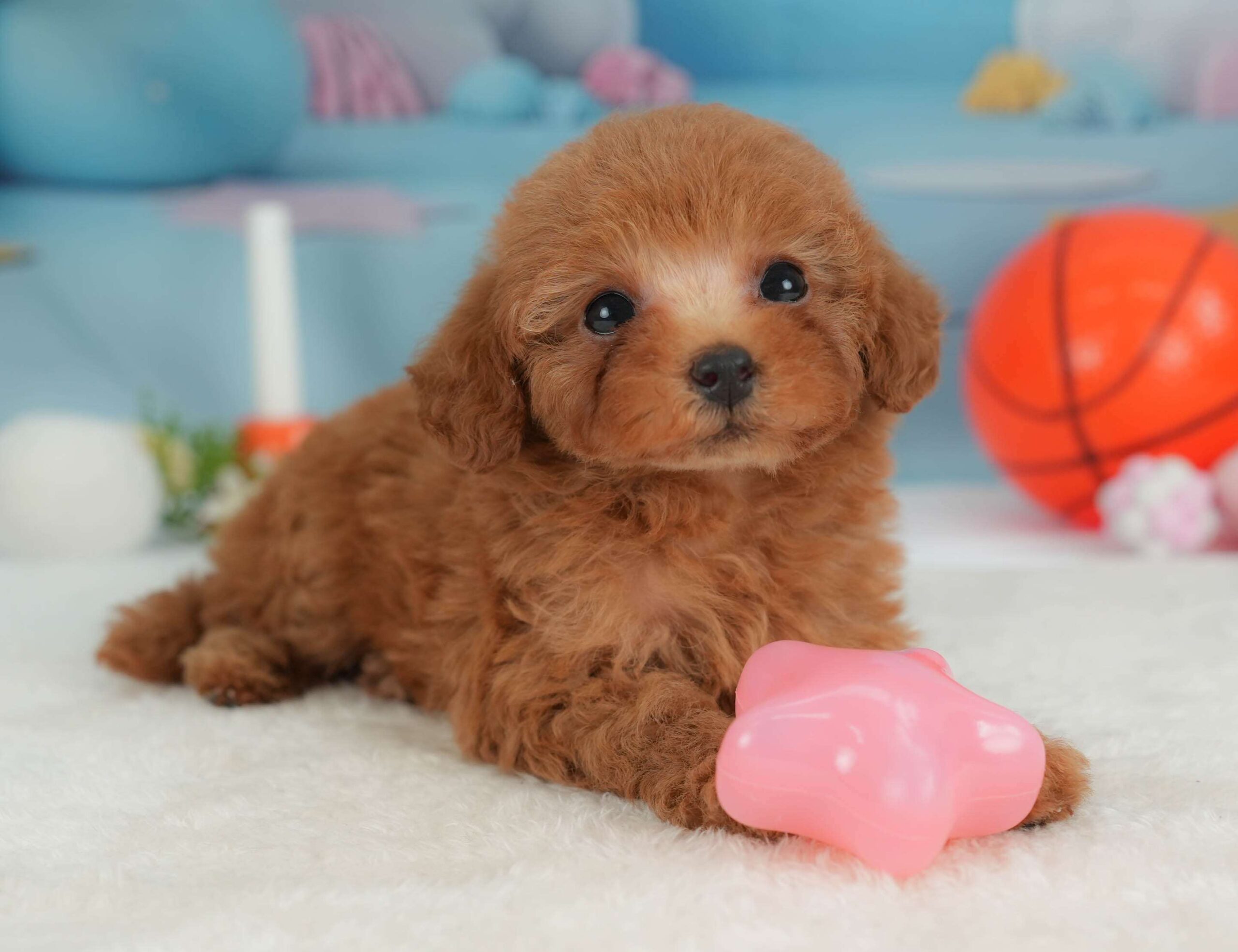 トイ・プードル | 女の子 | レッド | 2026年1月30日