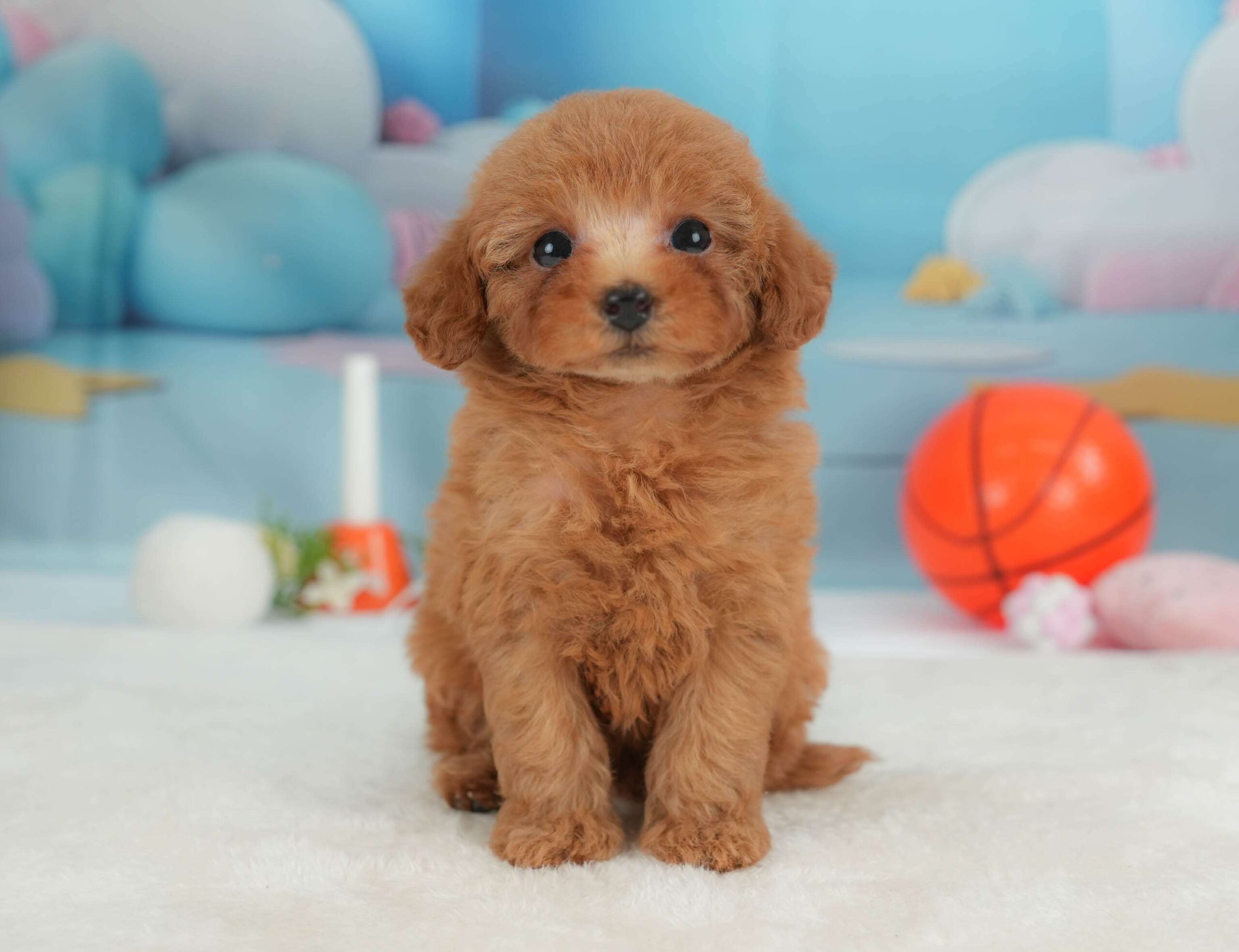 トイ・プードル | 女の子 | レッド | 2026年1月30日