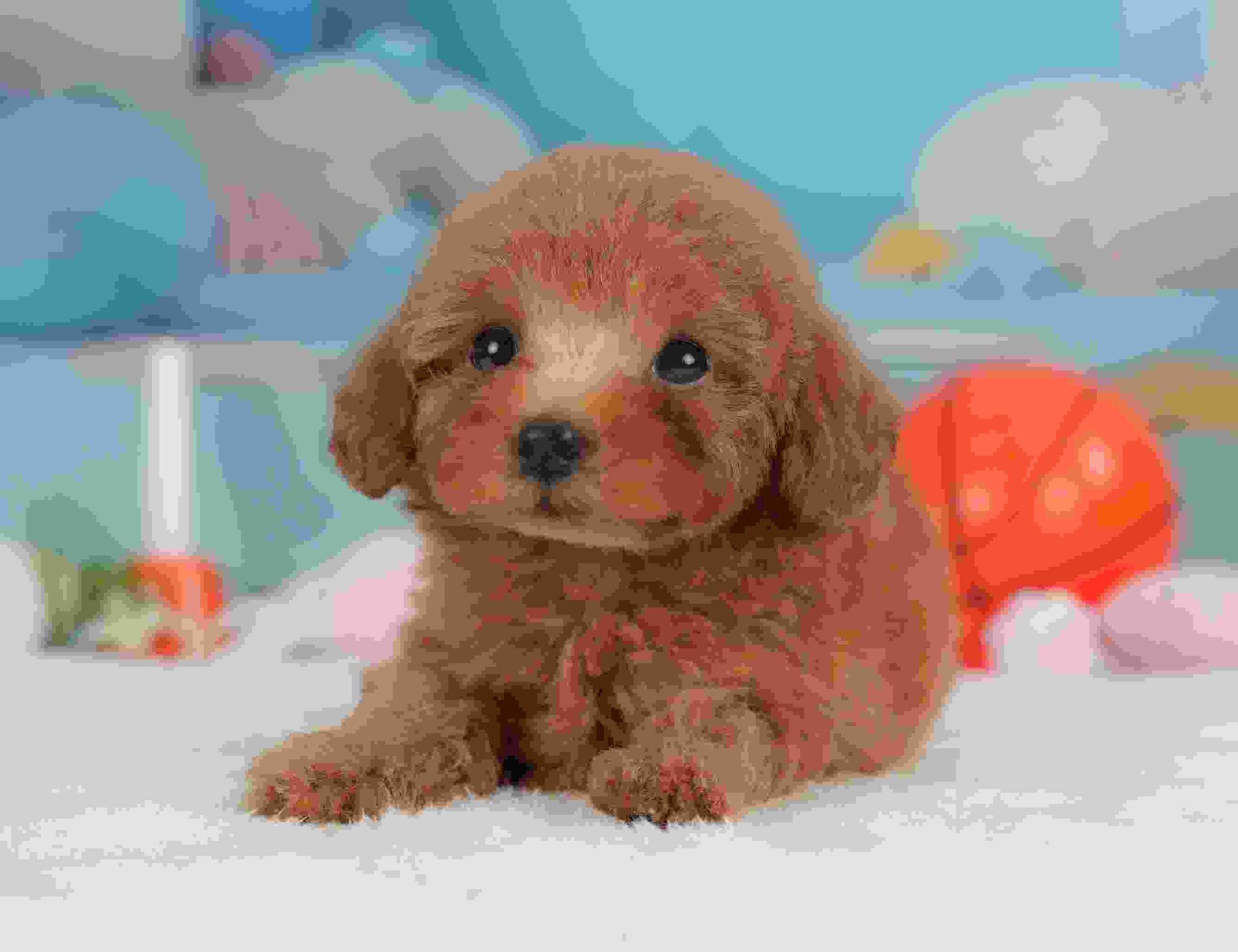 トイ・プードル | 女の子 | レッド | 2026年1月30日