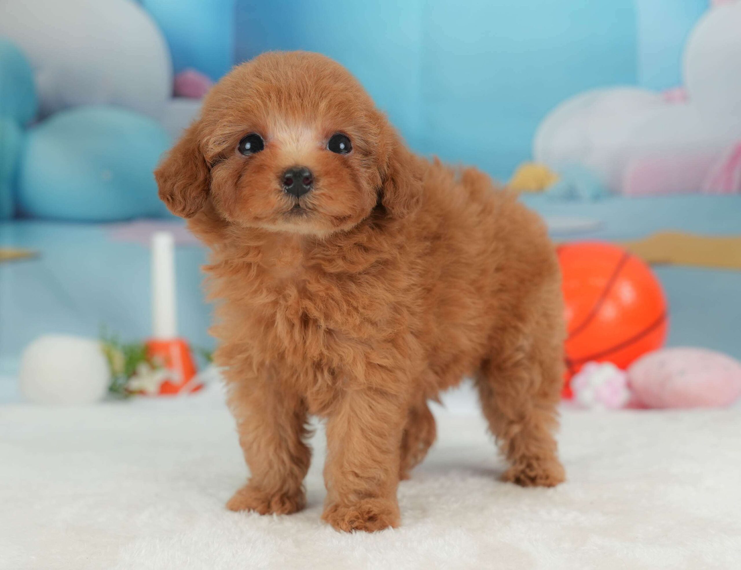 トイ・プードル | 女の子 | レッド | 2026年1月30日