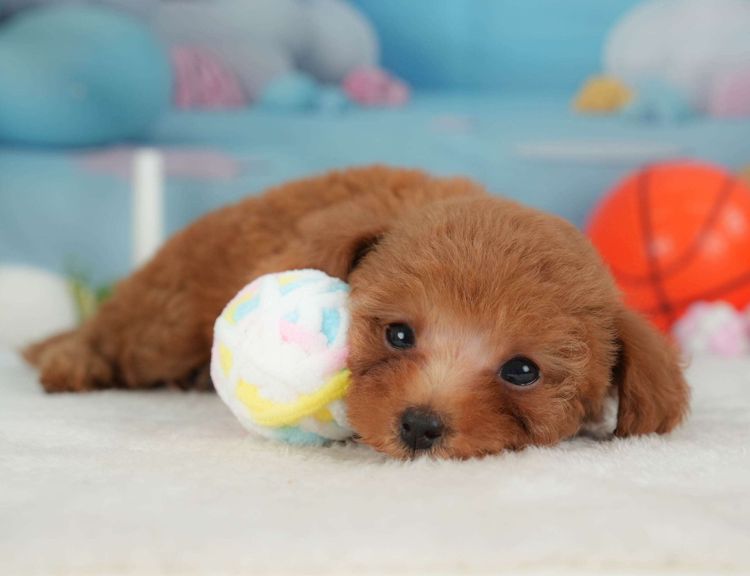 トイ・プードル | 女の子 | レッド | 2026年1月30日