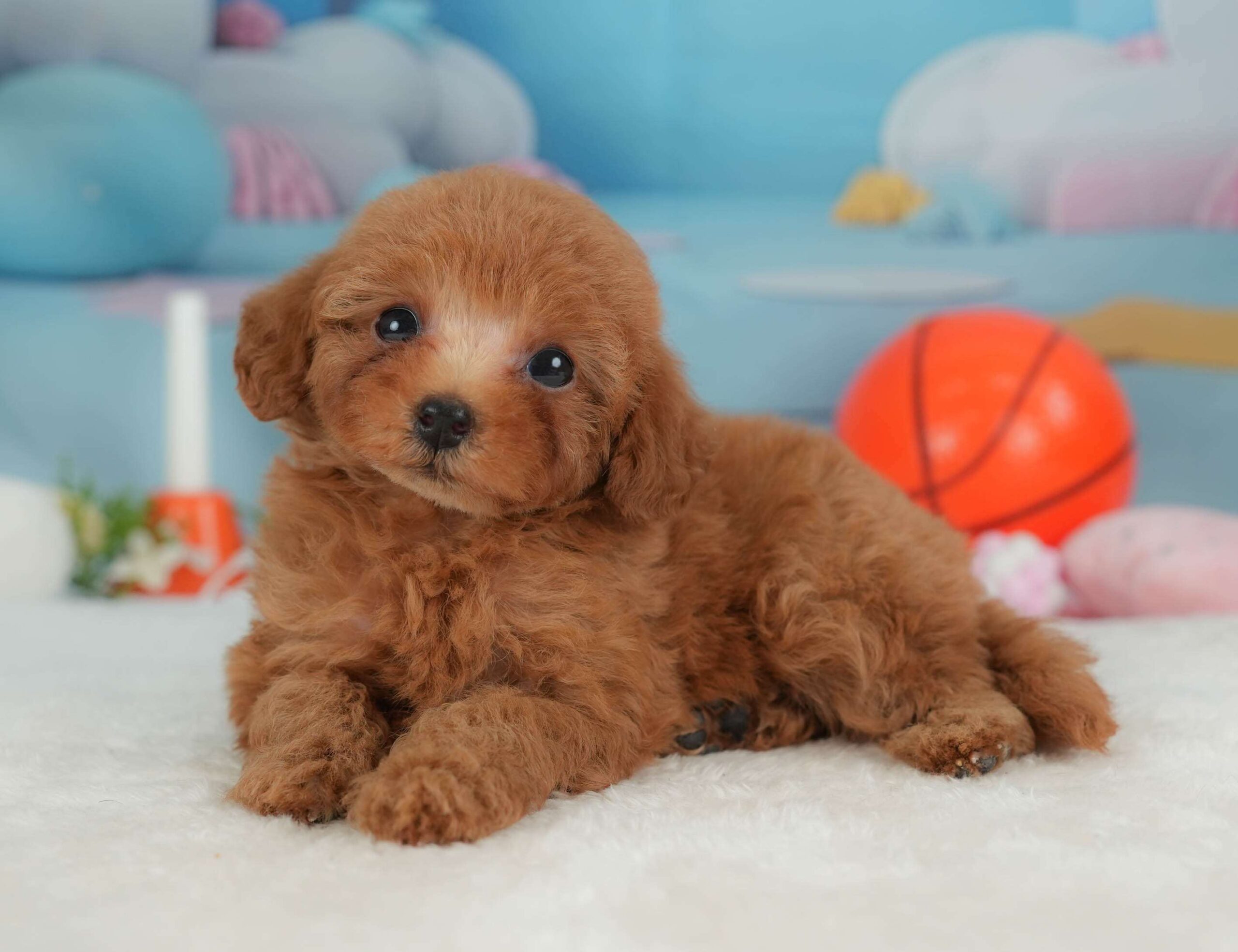 トイ・プードル | 女の子 | レッド | 2026年1月30日