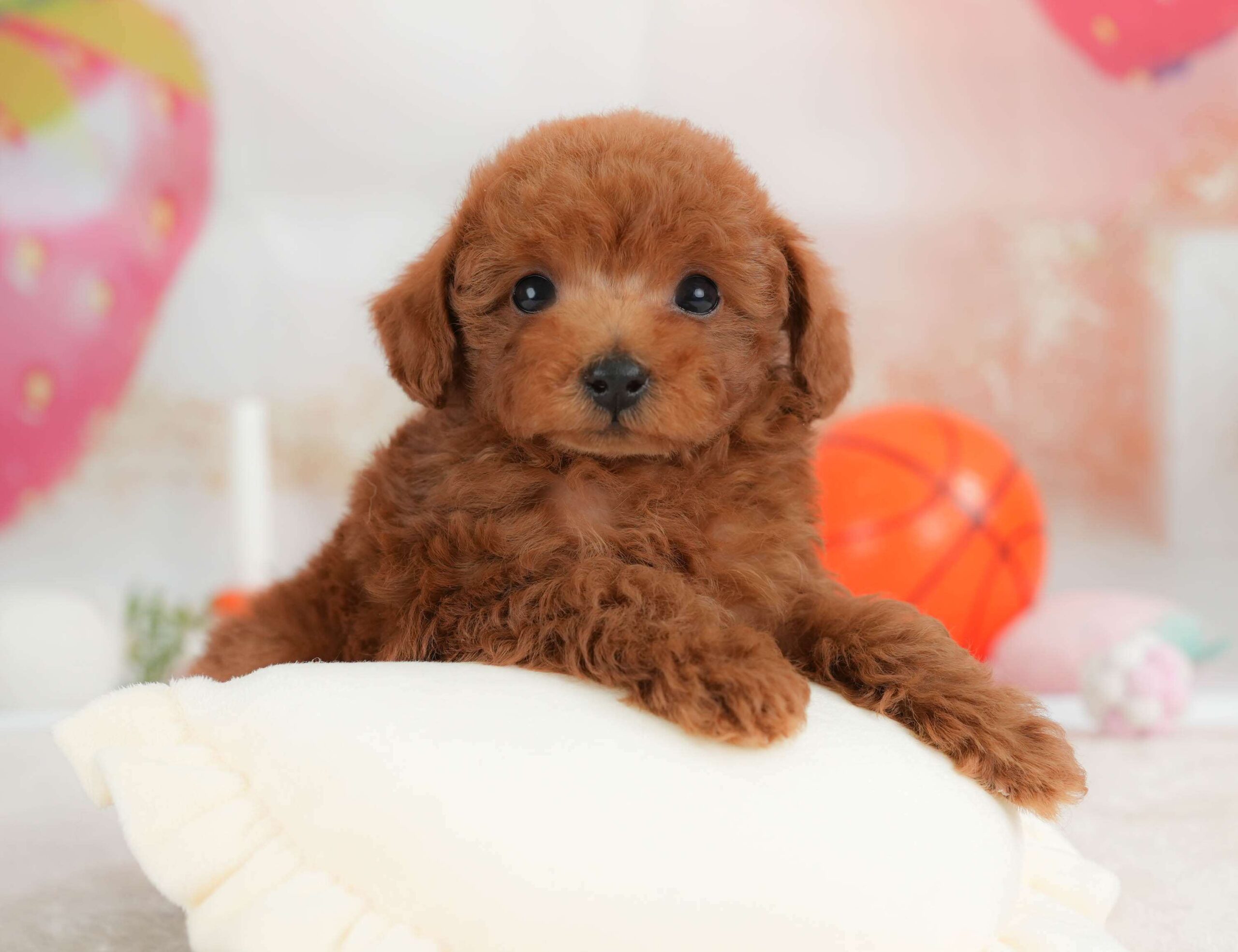 トイ・プードル | 男の子 | レッド | 2026年1月30日