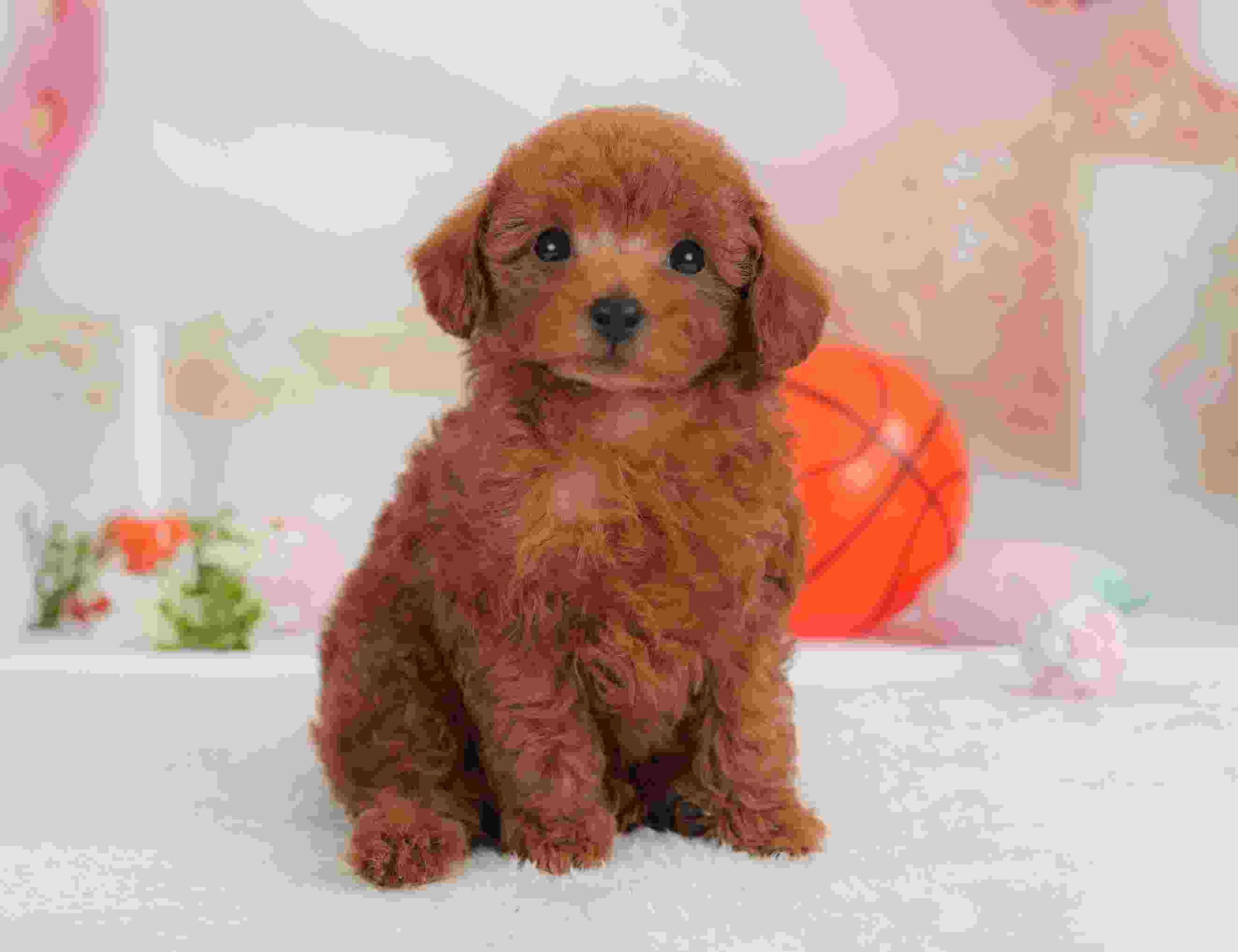 トイ・プードル | 男の子 | レッド | 2026年1月30日