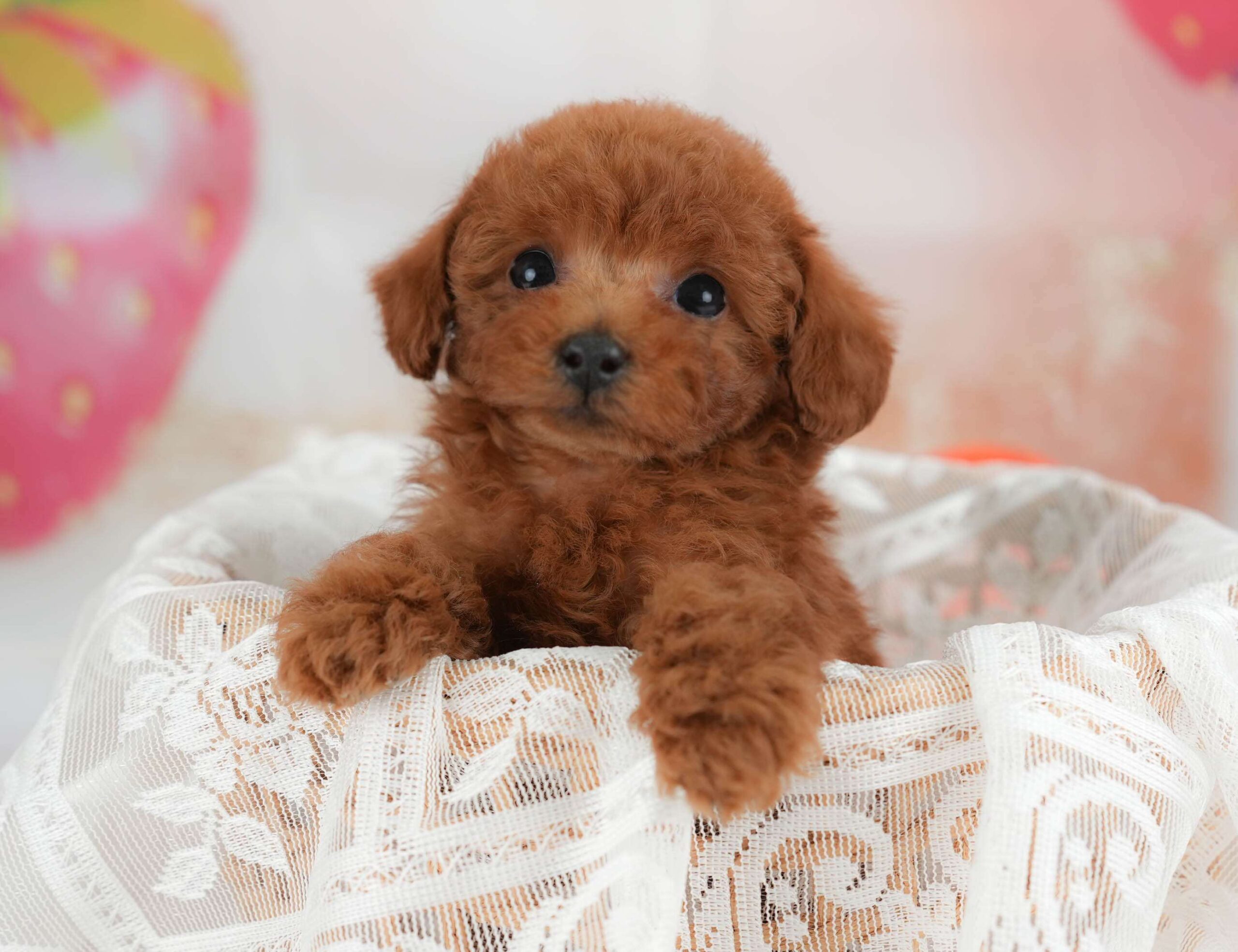トイ・プードル | 男の子 | レッド | 2026年1月30日