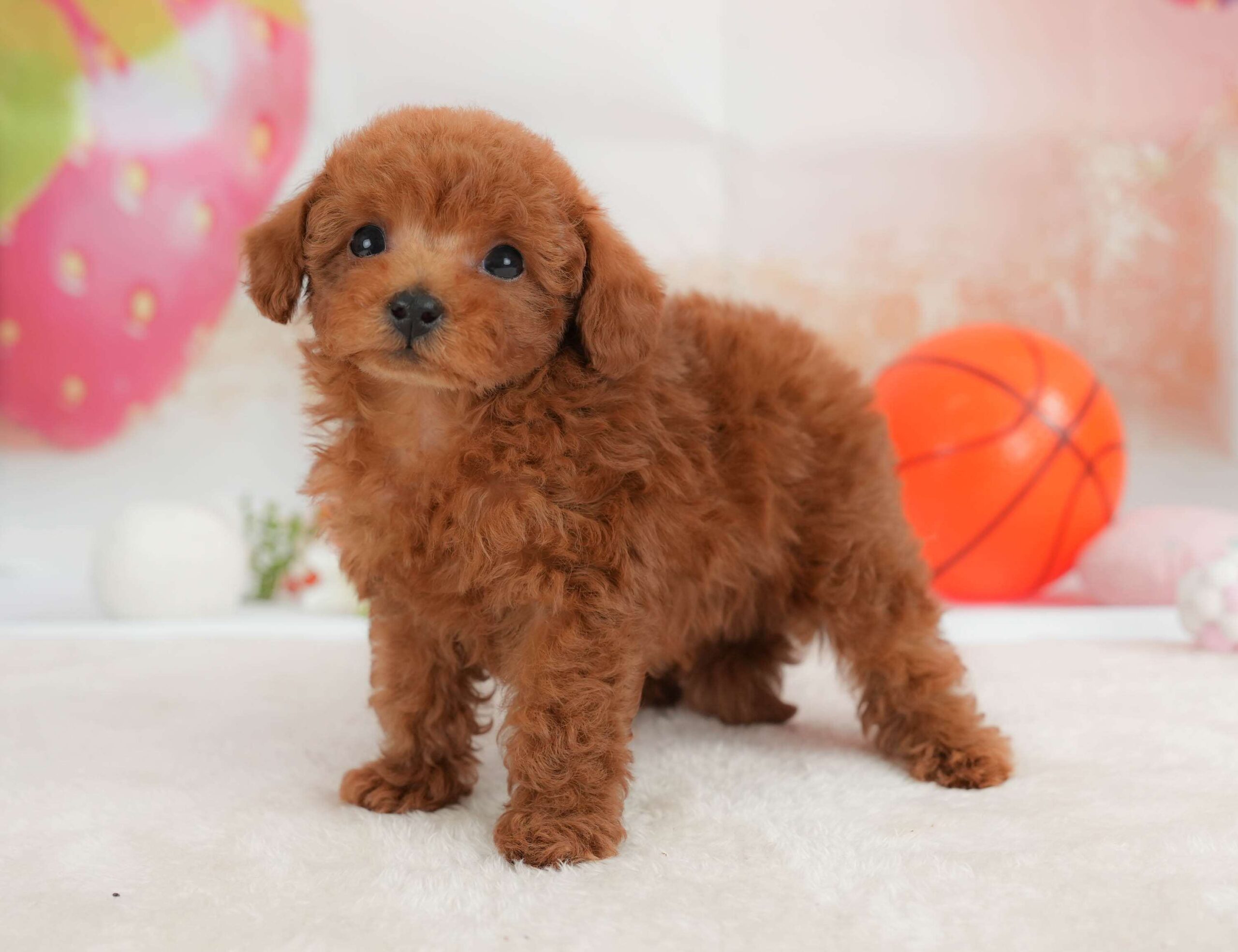 トイ・プードル | 男の子 | レッド | 2026年1月30日
