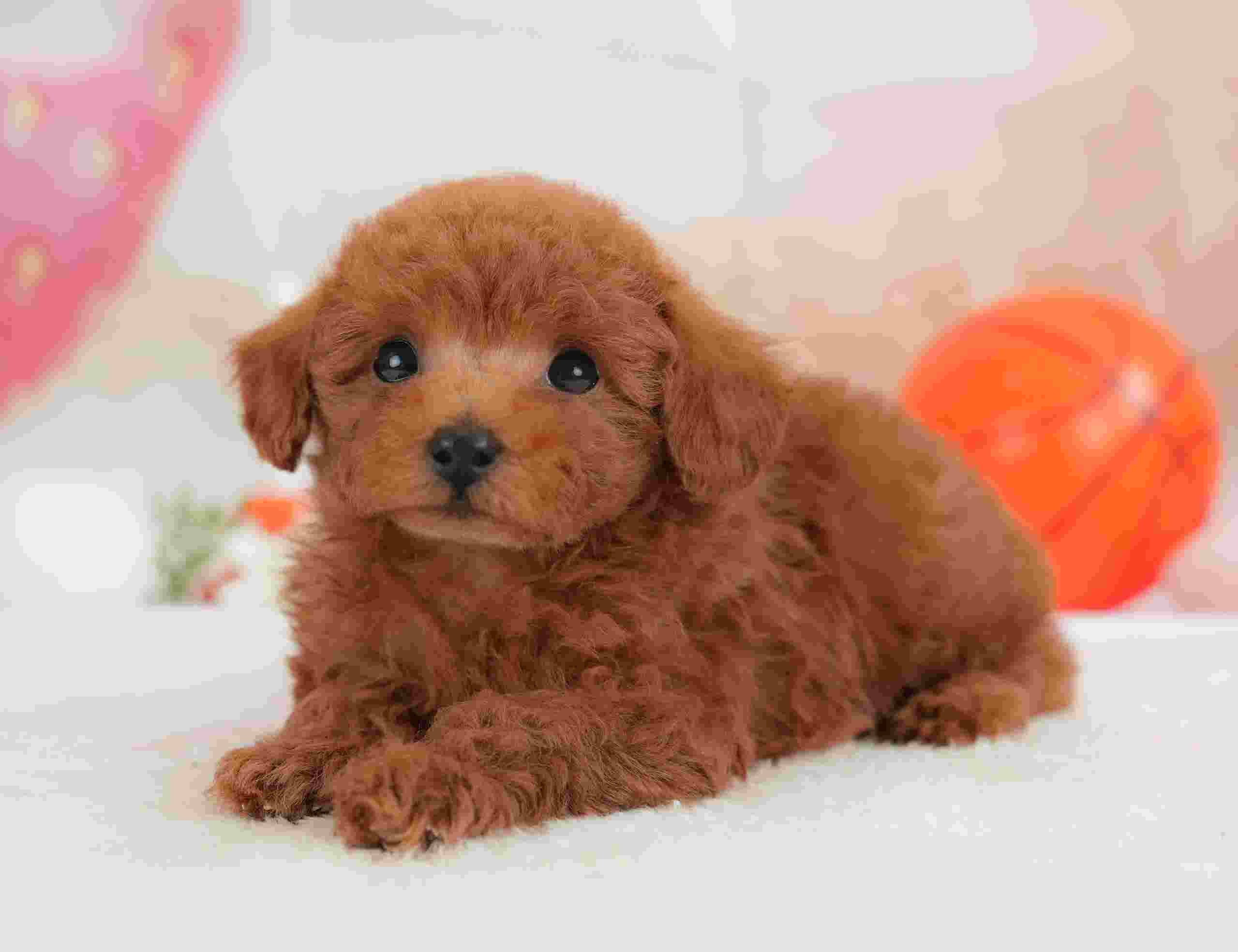 トイ・プードル | 男の子 | レッド | 2026年1月30日