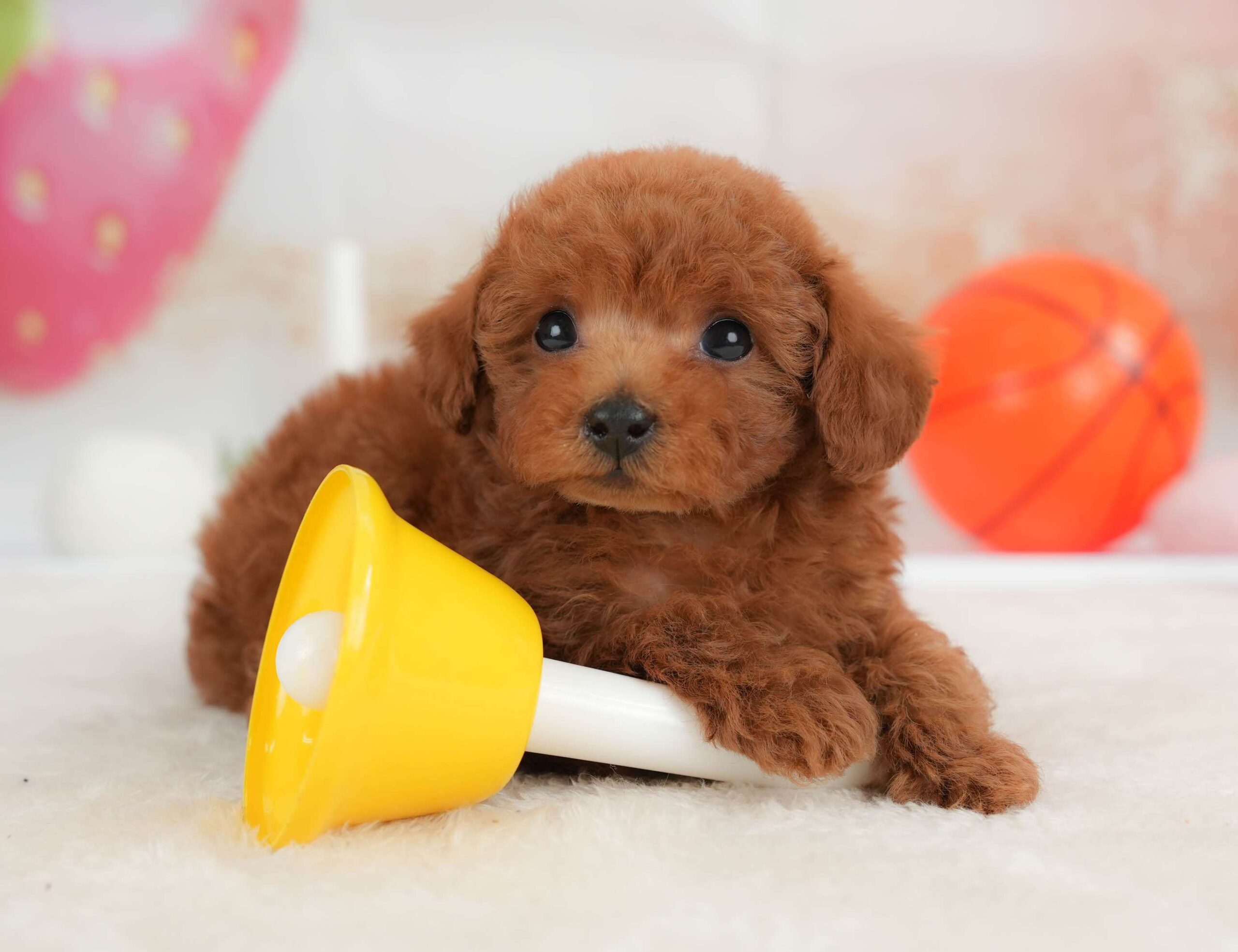 トイ・プードル | 男の子 | レッド | 2026年1月30日