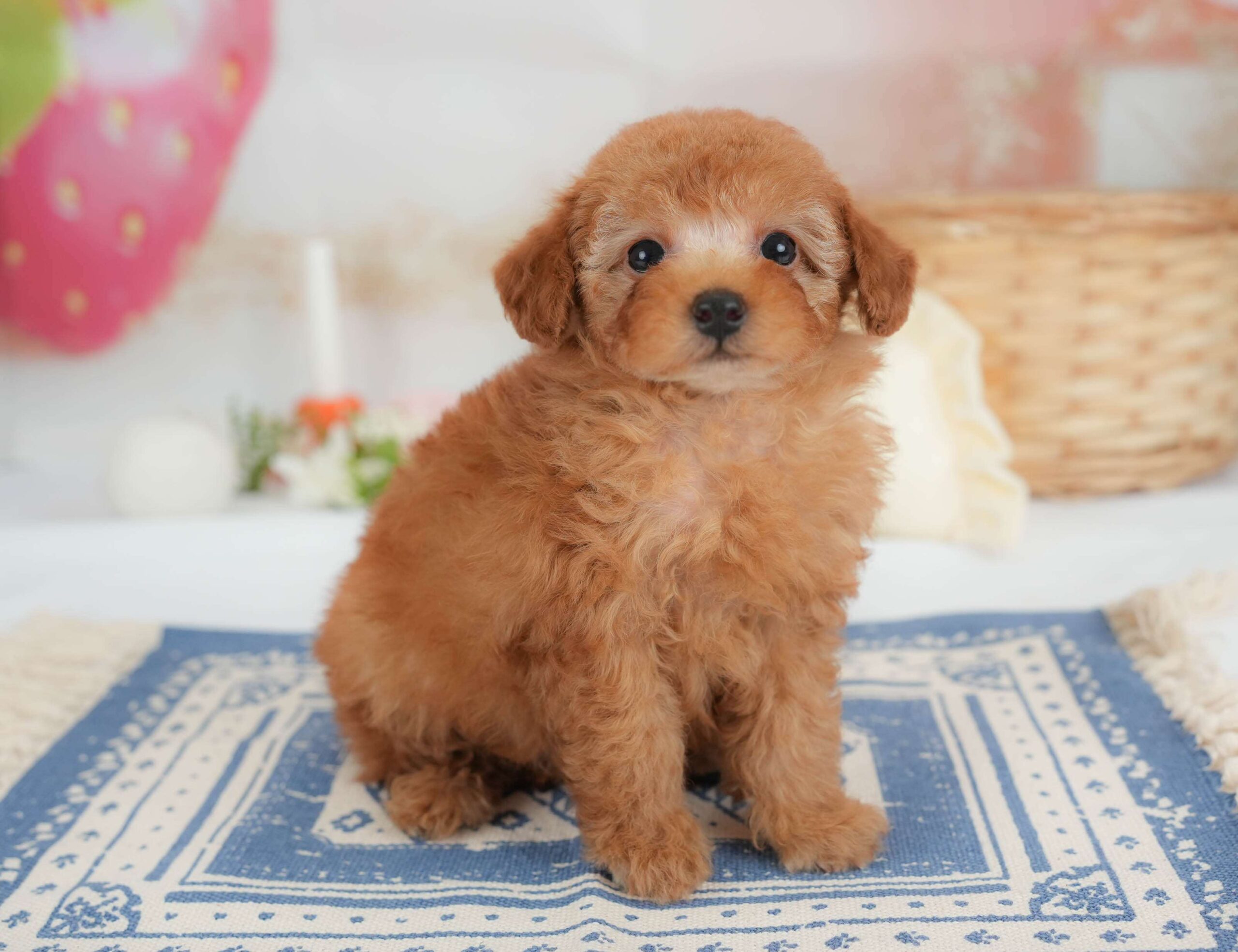 トイ・プードル | 男の子 | レッド | 2026年1月30日