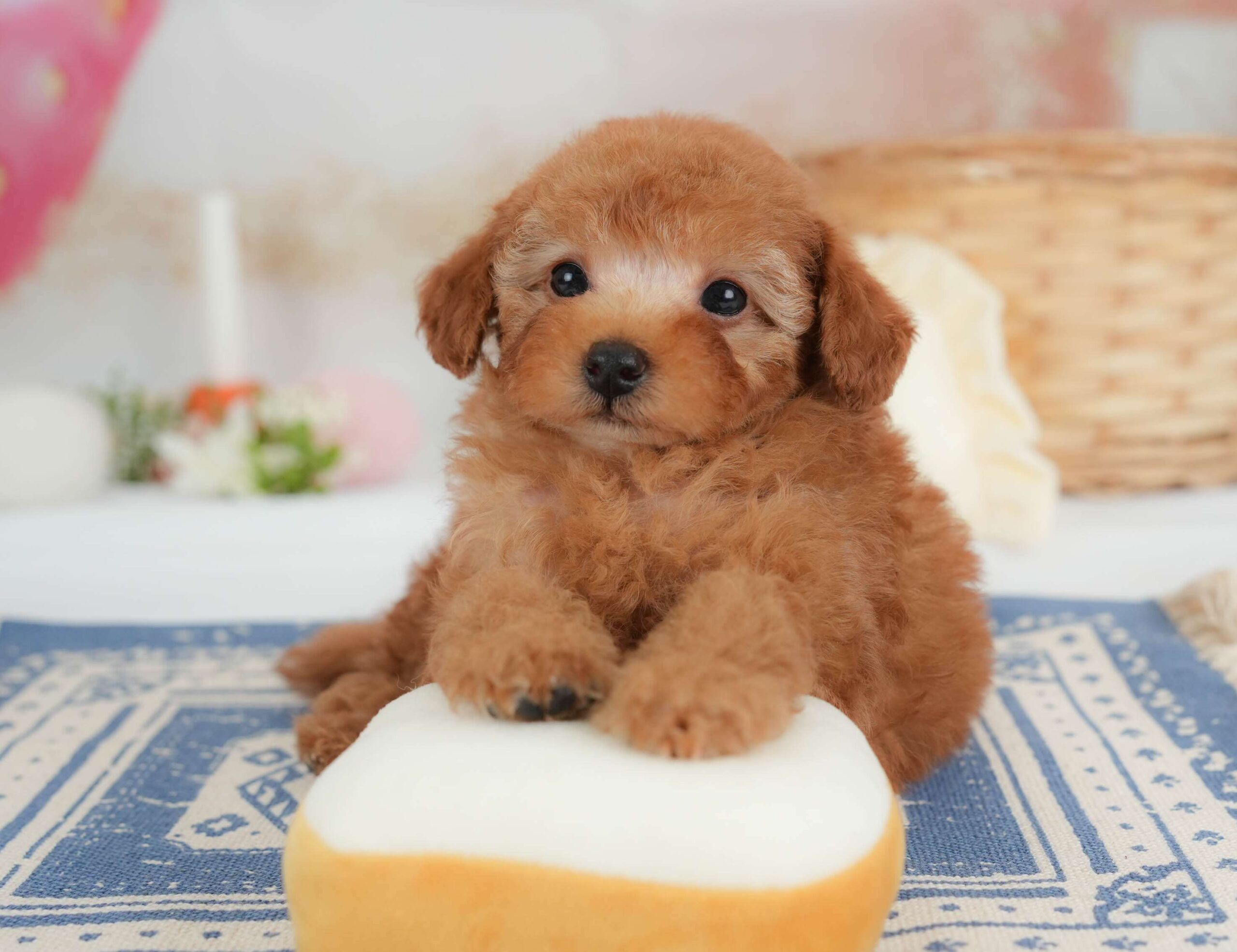 トイ・プードル | 男の子 | レッド | 2026年1月30日