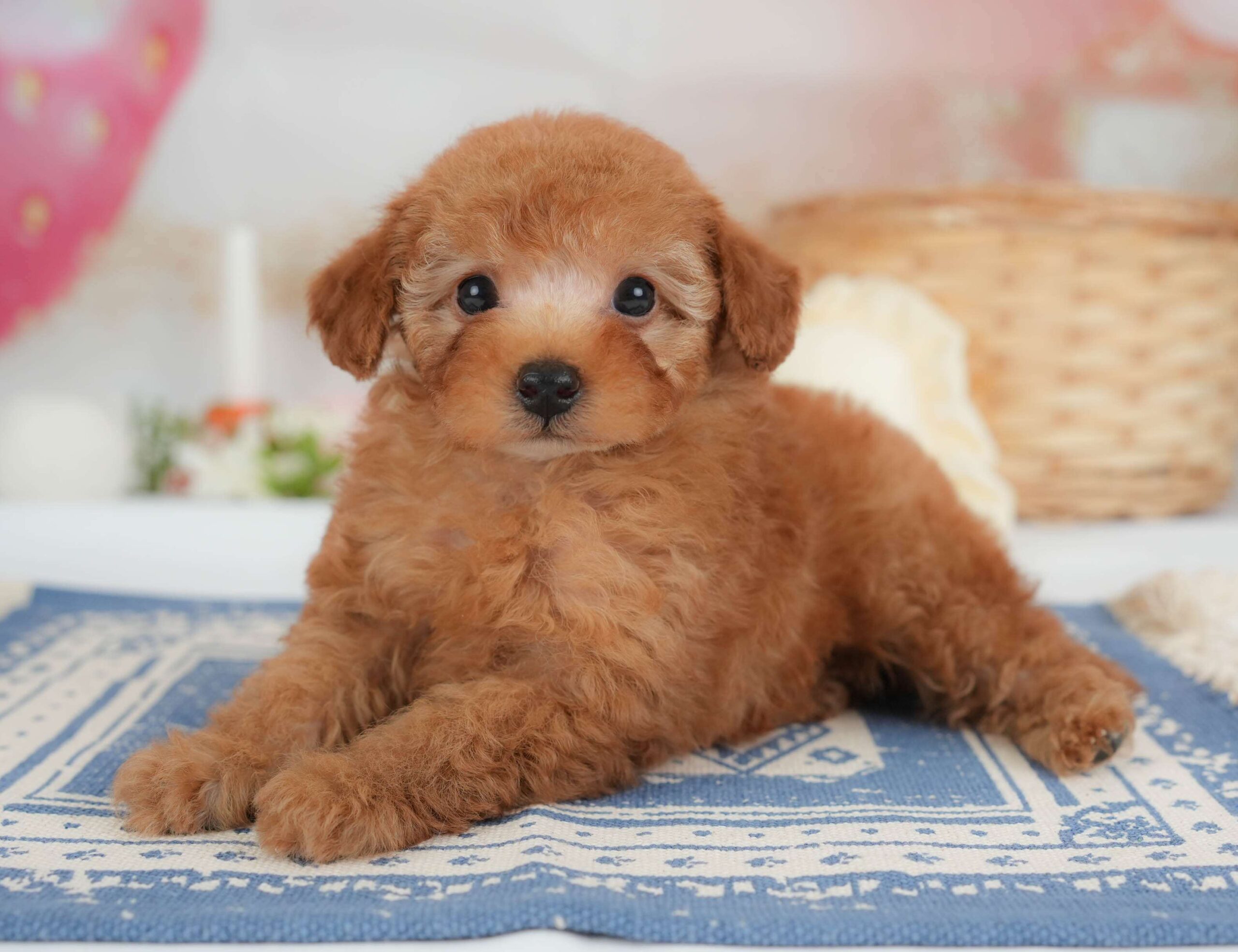 トイ・プードル | 男の子 | レッド | 2026年1月30日
