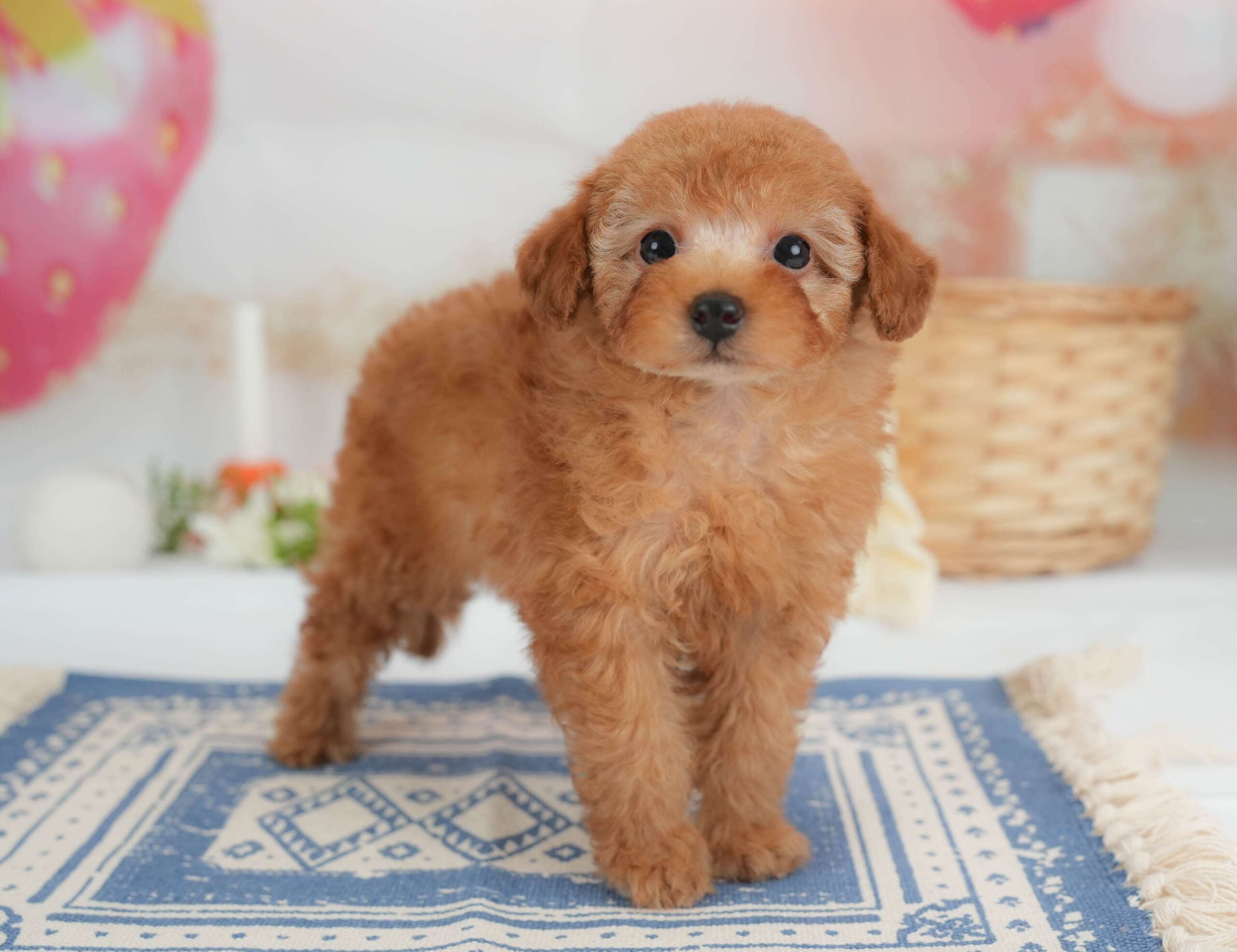 トイ・プードル | 男の子 | レッド | 2026年1月30日