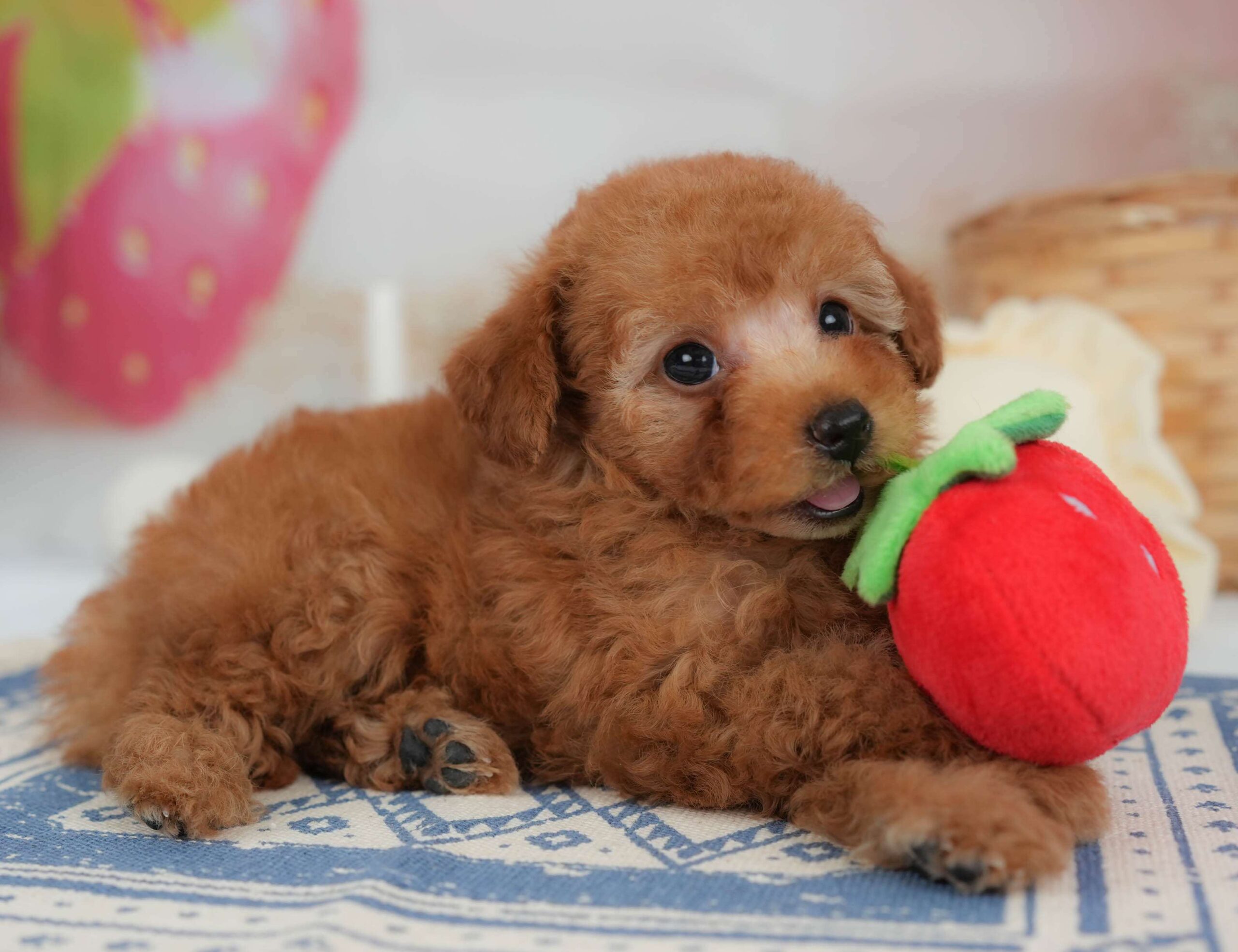 トイ・プードル | 男の子 | レッド | 2026年1月30日