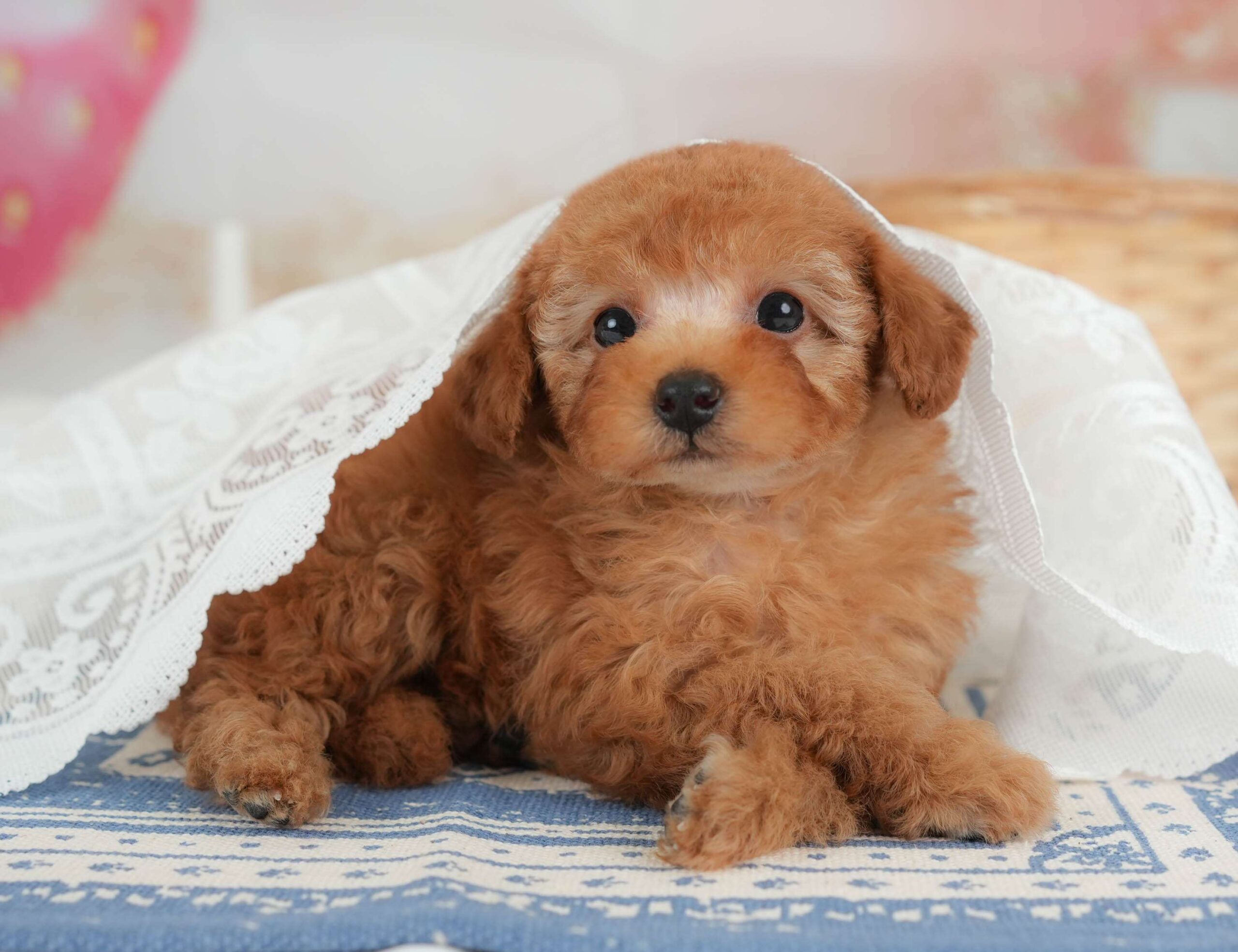 トイ・プードル | 男の子 | レッド | 2026年1月30日