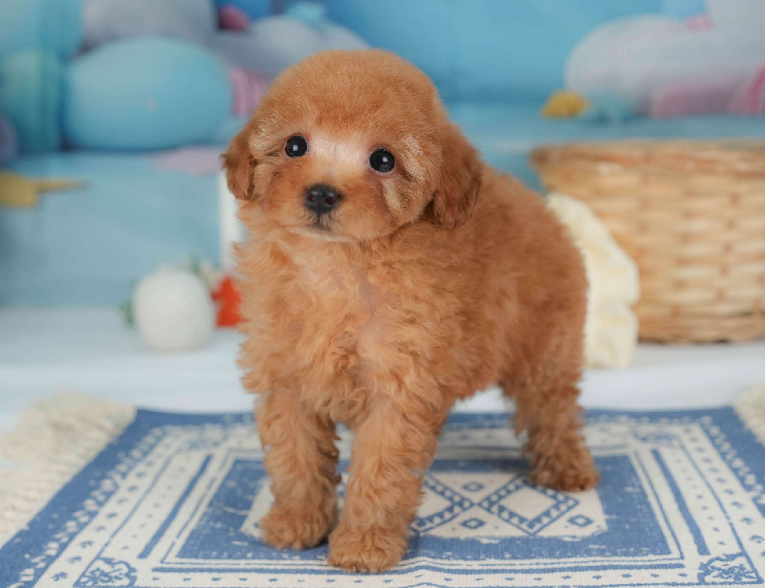 トイ・プードル | 男の子 | レッド | 2026年1月30日