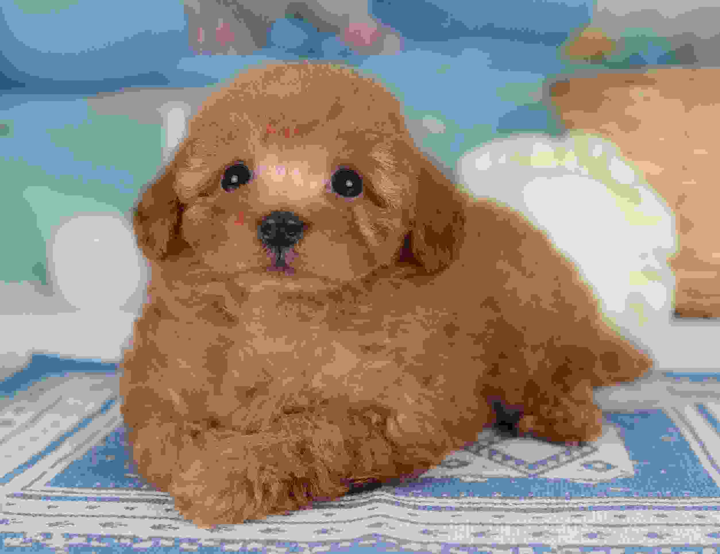 トイ・プードル | 男の子 | レッド | 2026年1月30日