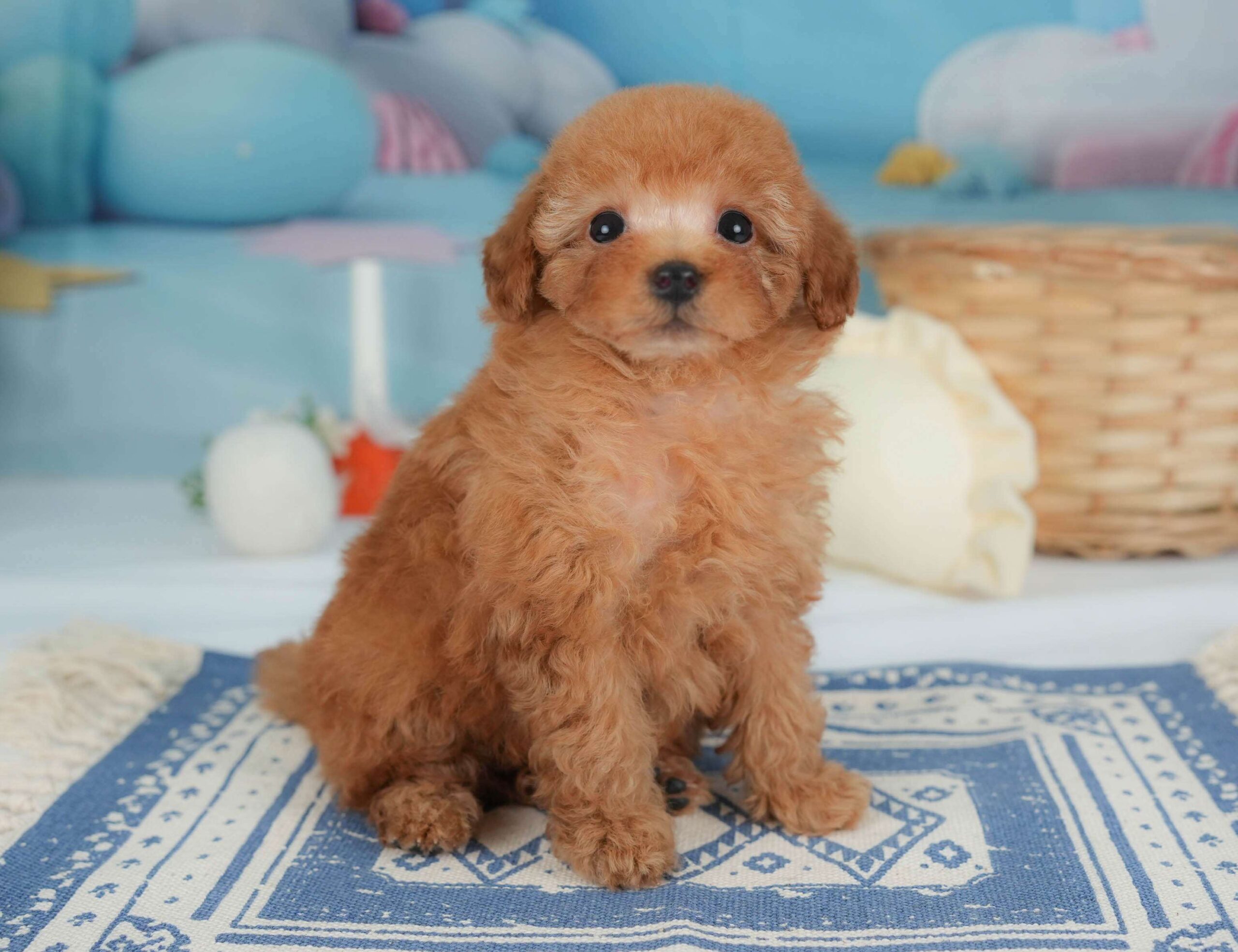 トイ・プードル | 男の子 | レッド | 2026年1月30日