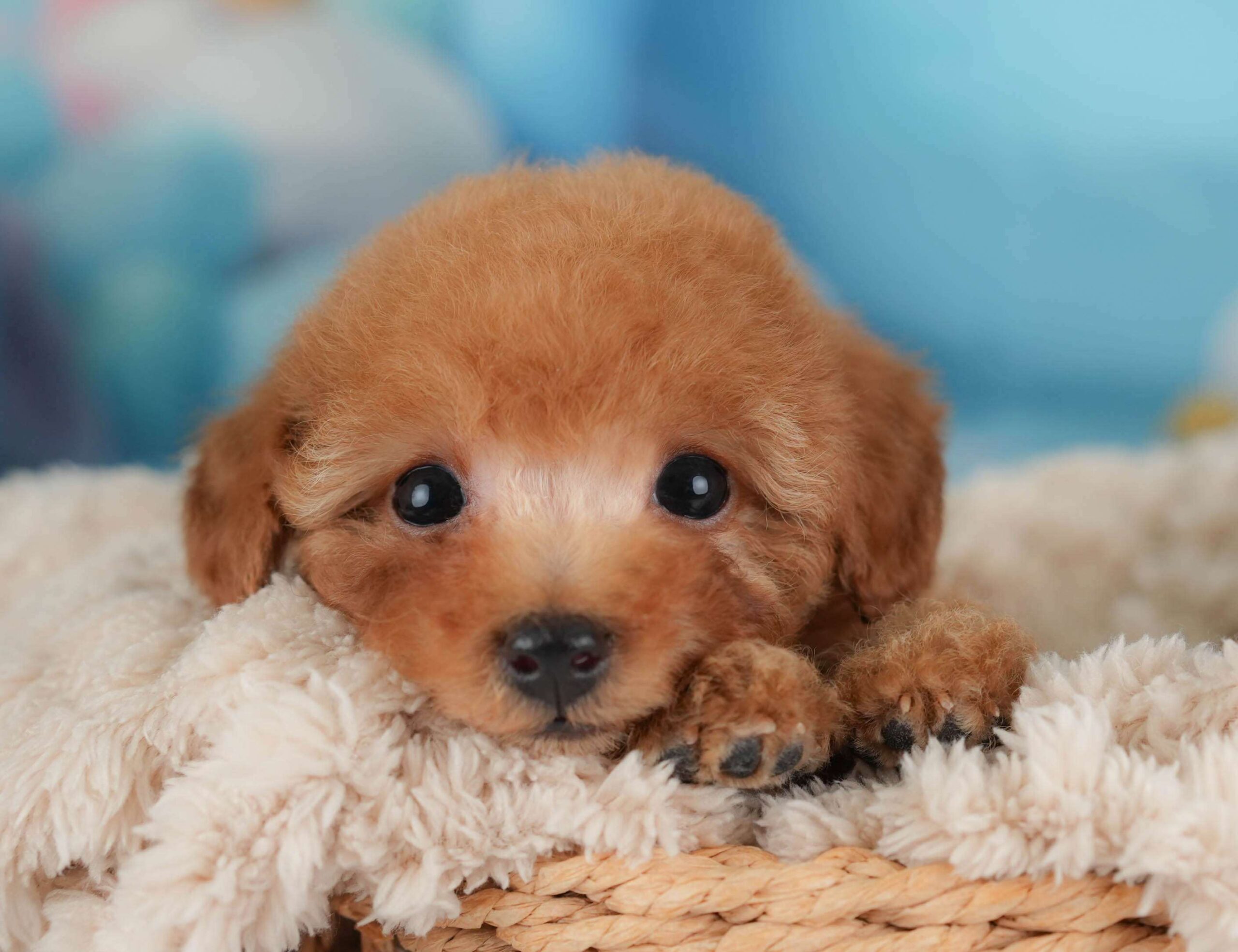 トイ・プードル | 男の子 | レッド | 2026年1月30日