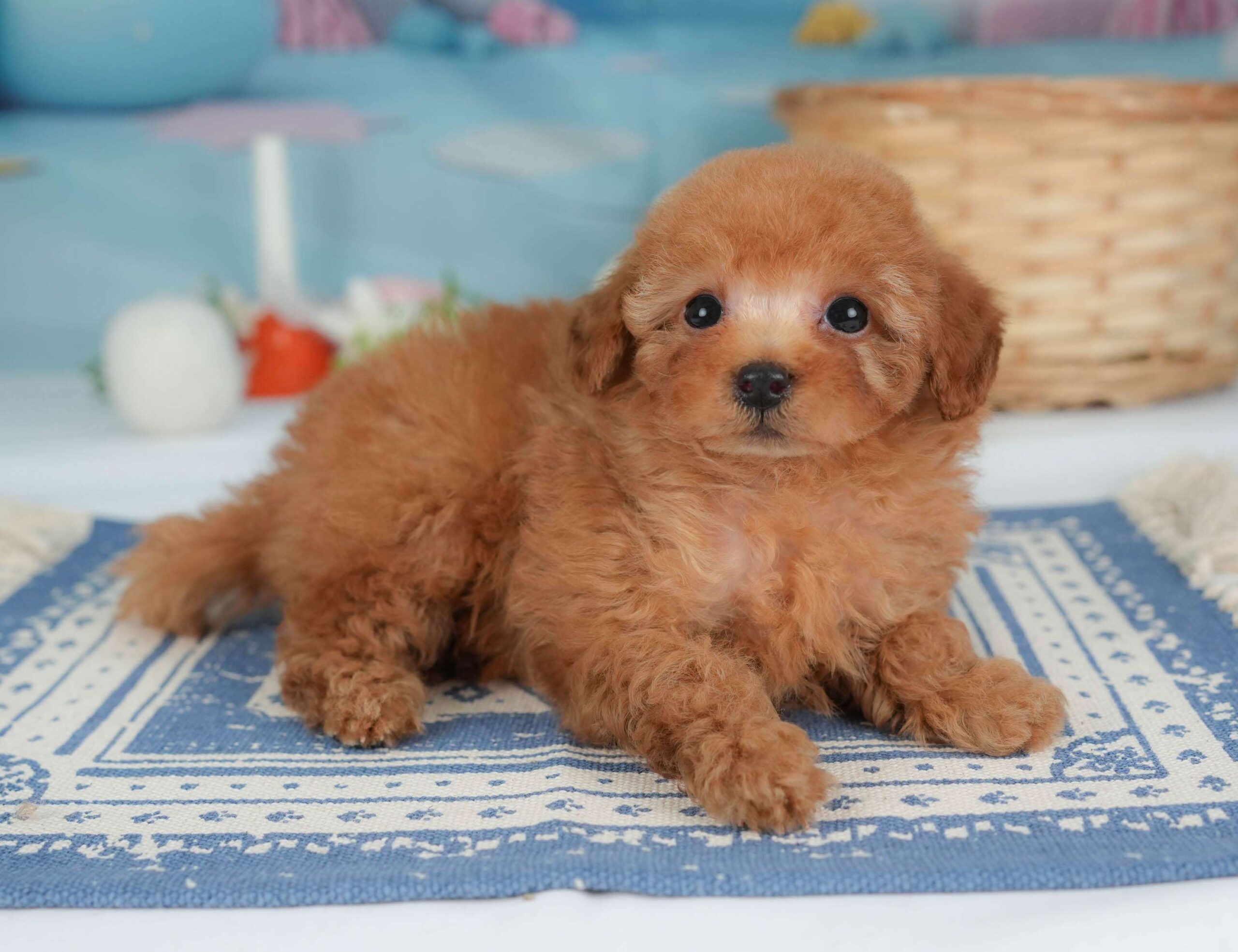 トイ・プードル | 男の子 | レッド | 2026年1月30日