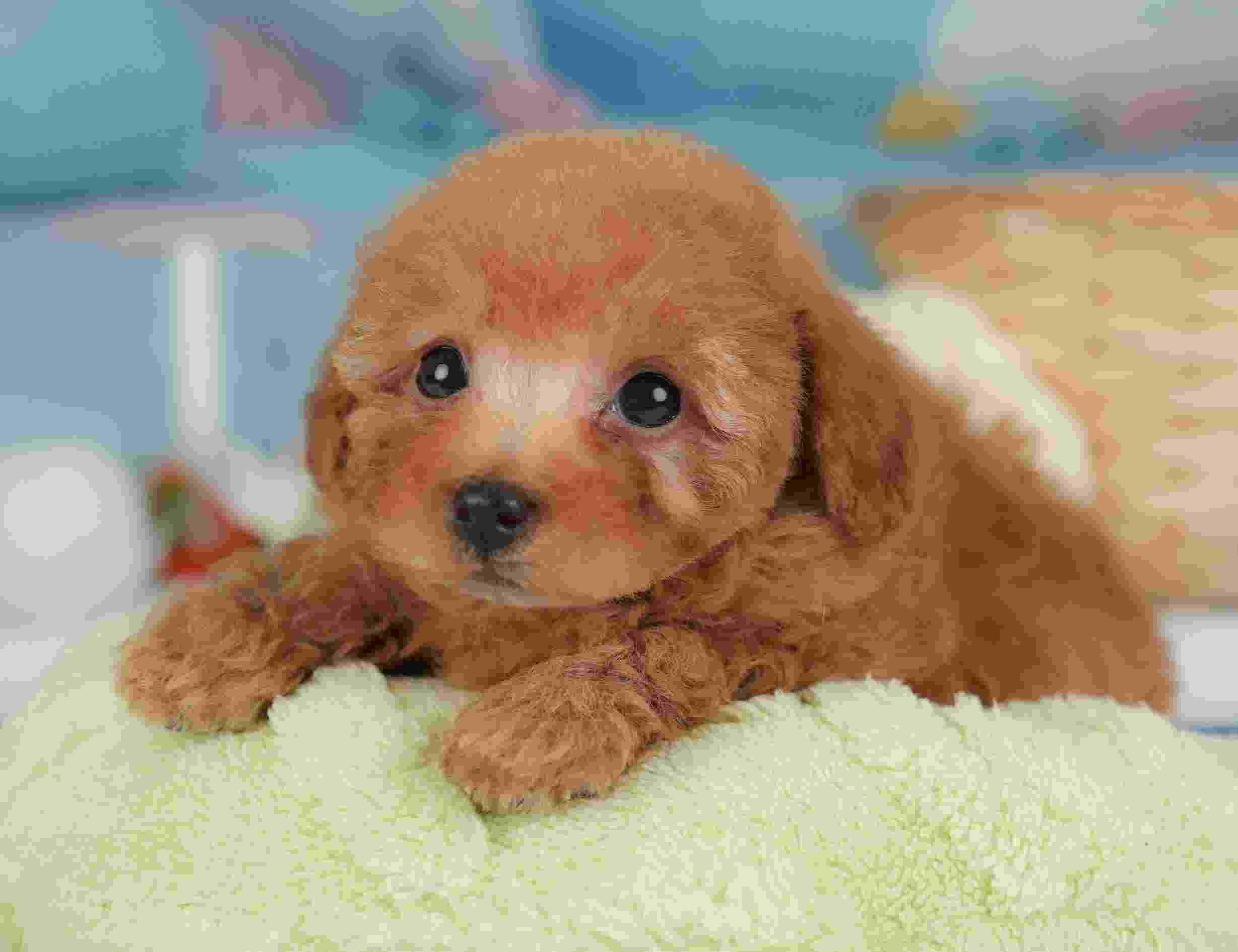 トイ・プードル | 男の子 | レッド | 2026年1月30日