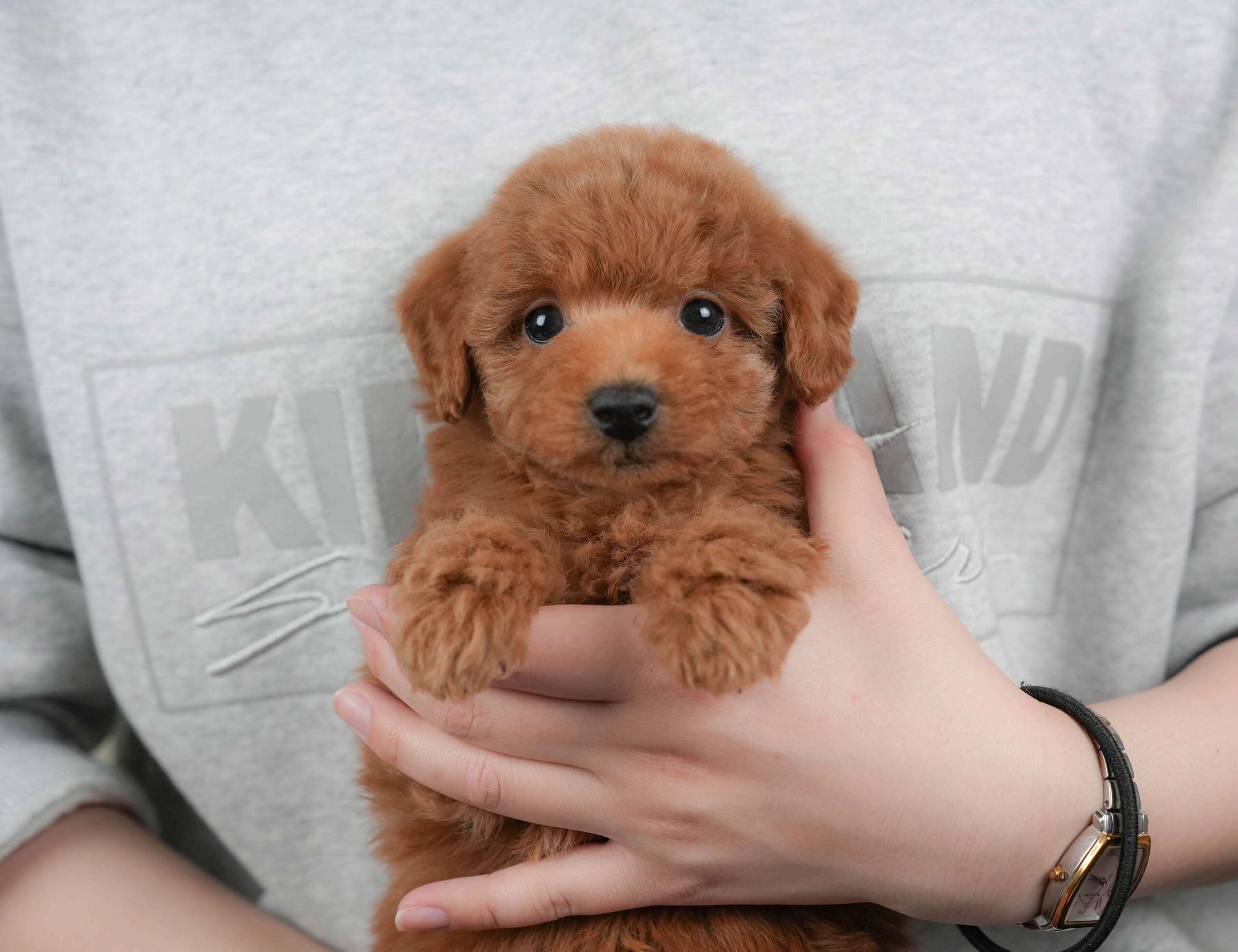 トイ・プードル | 女の子 | レッド | 2026年1月30日