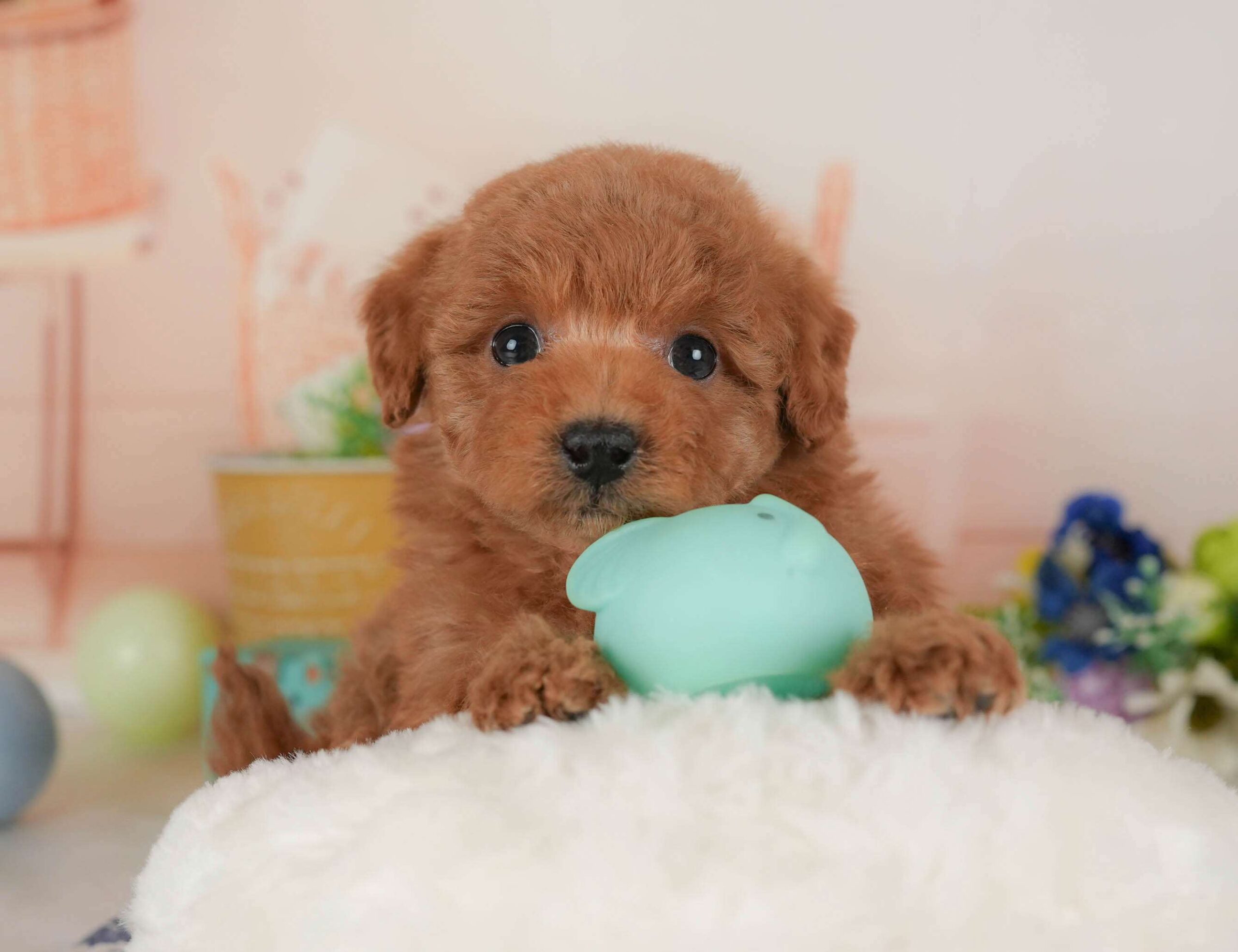 トイ・プードル | 女の子 | レッド | 2026年1月30日