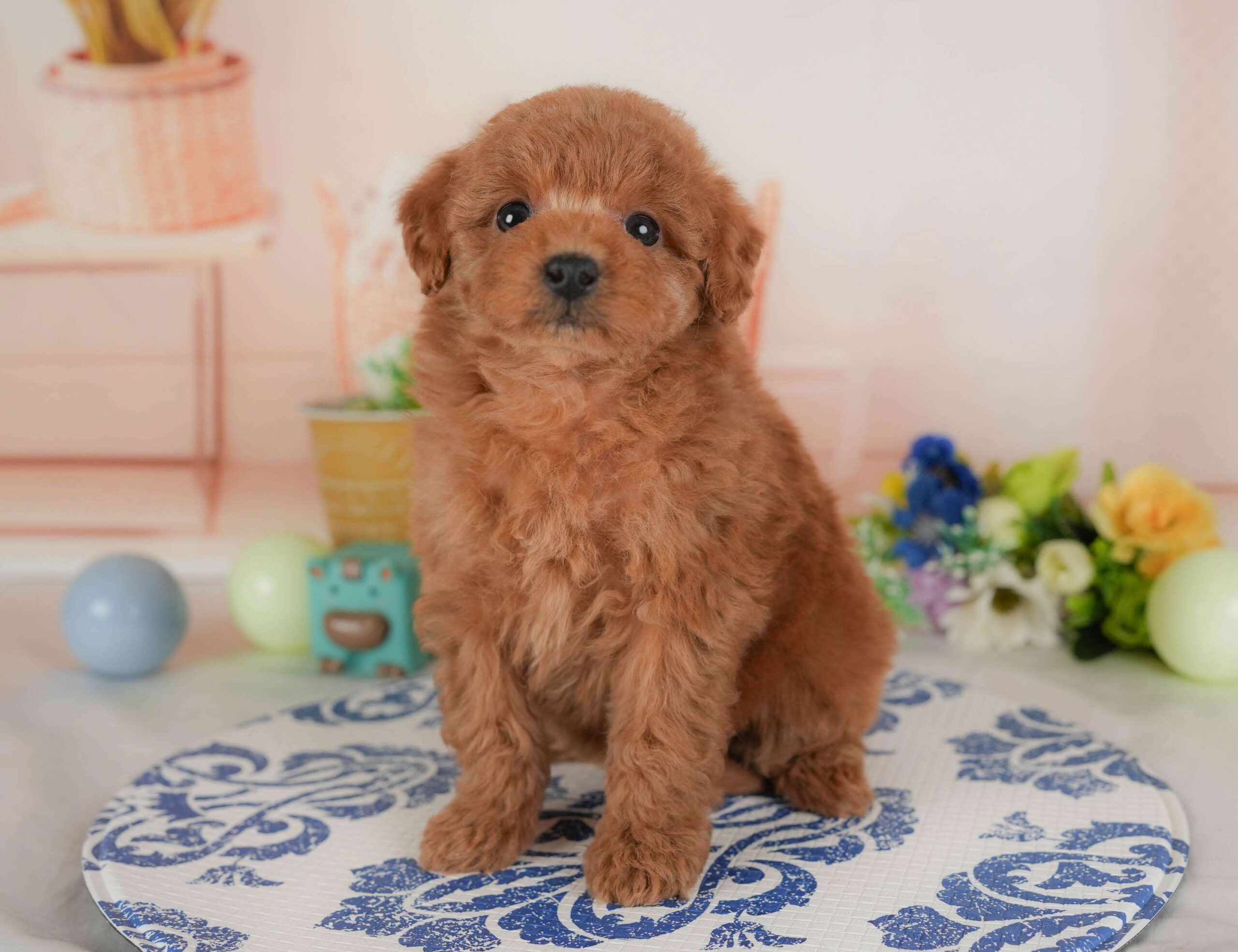 トイ・プードル | 女の子 | レッド | 2026年1月30日