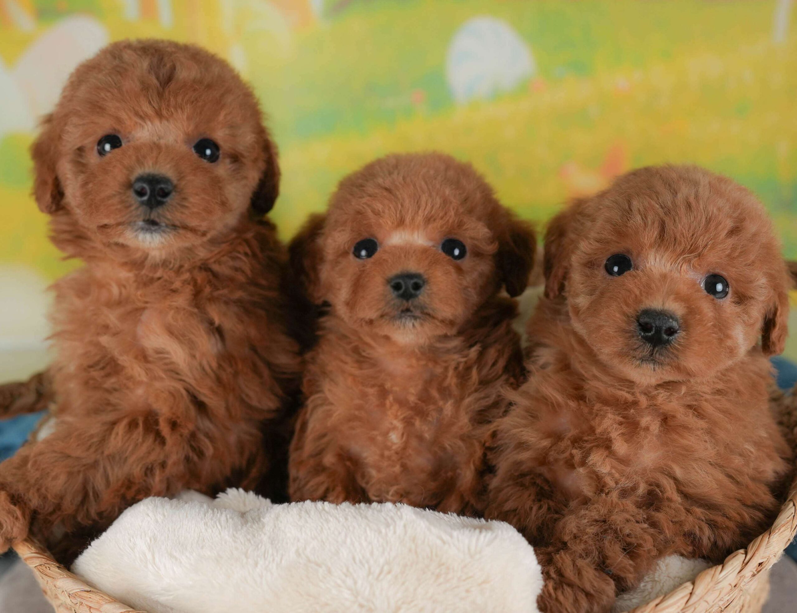 トイ・プードル | 女の子 | レッド | 2026年1月30日