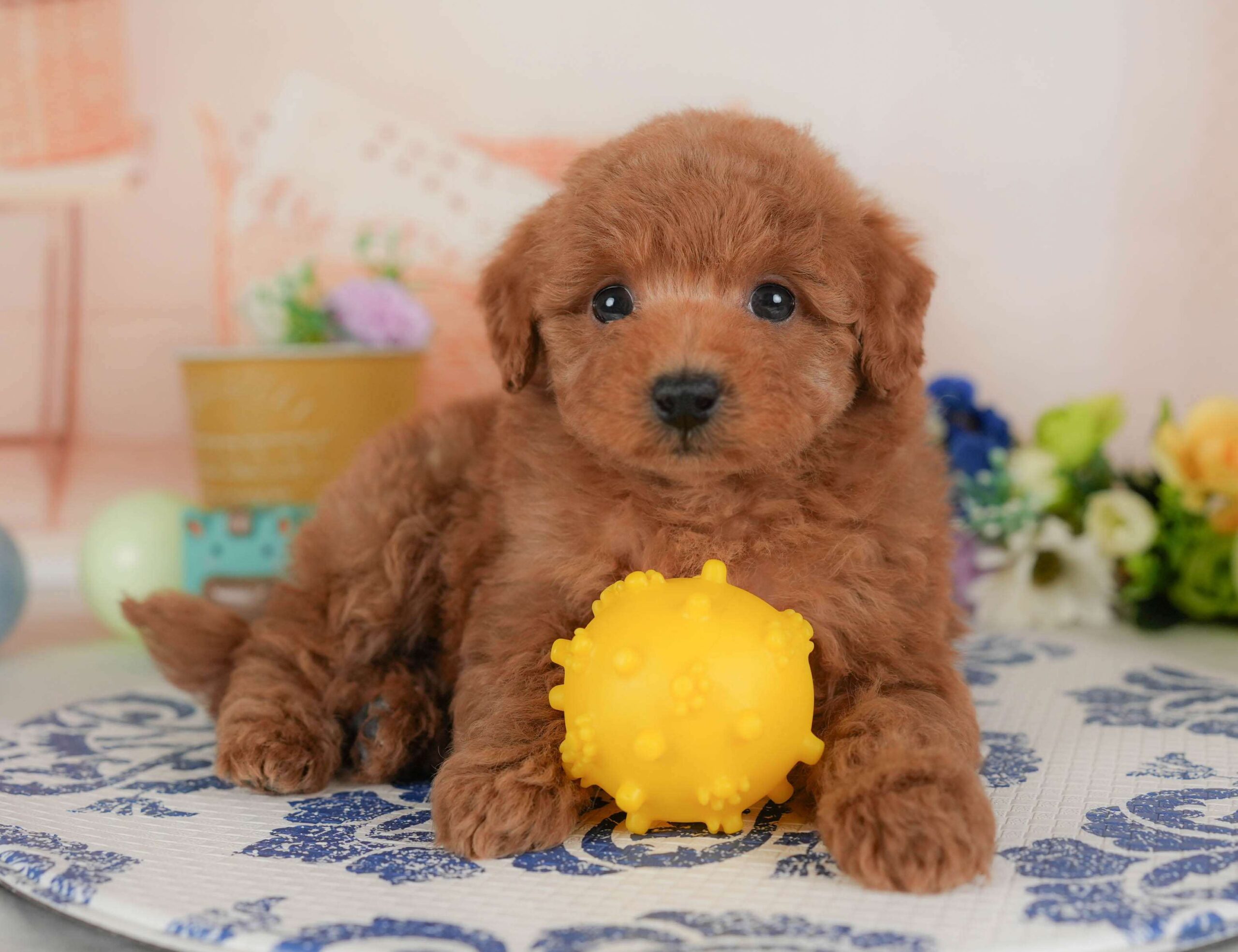 トイ・プードル | 女の子 | レッド | 2026年1月30日