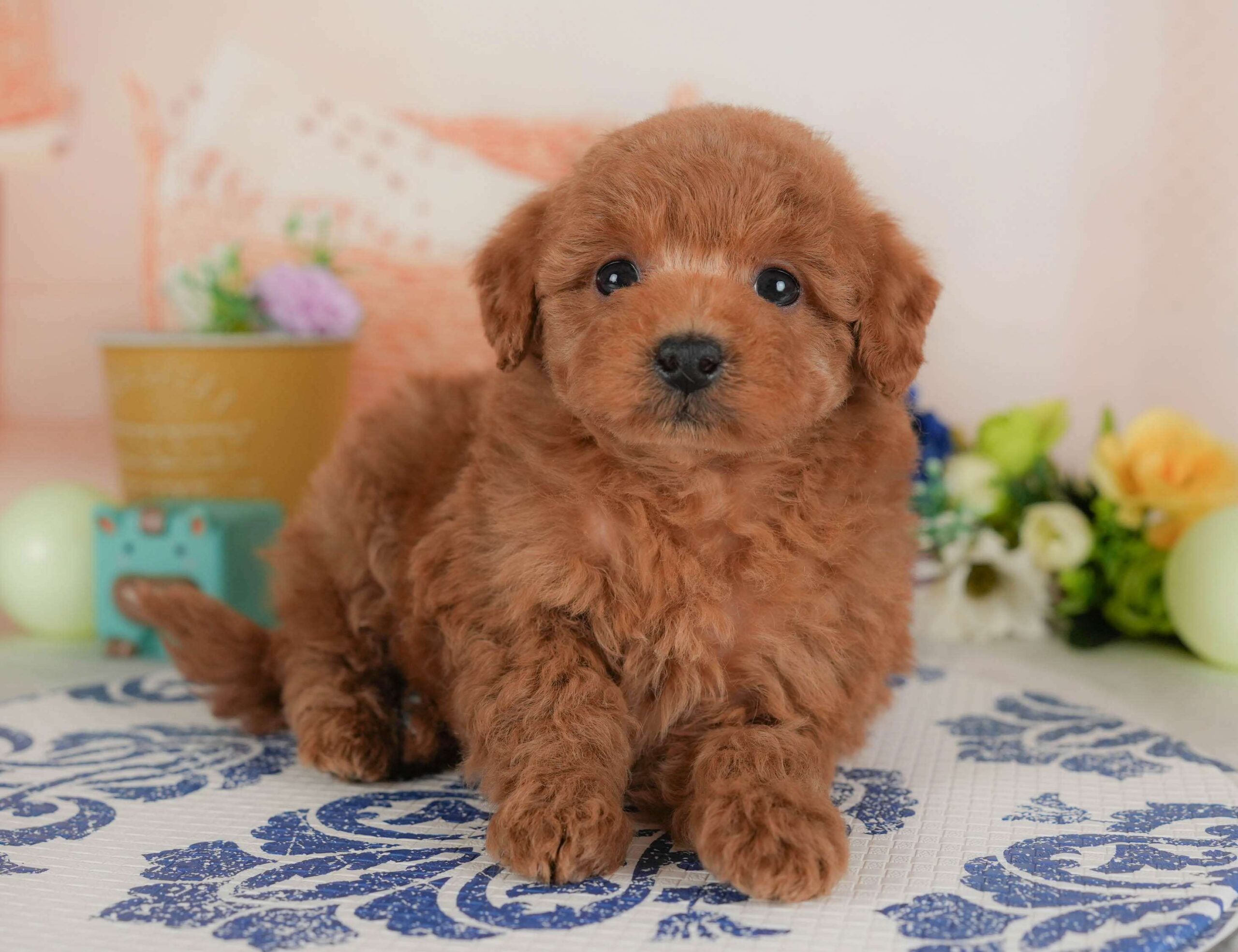 トイ・プードル | 女の子 | レッド | 2026年1月30日