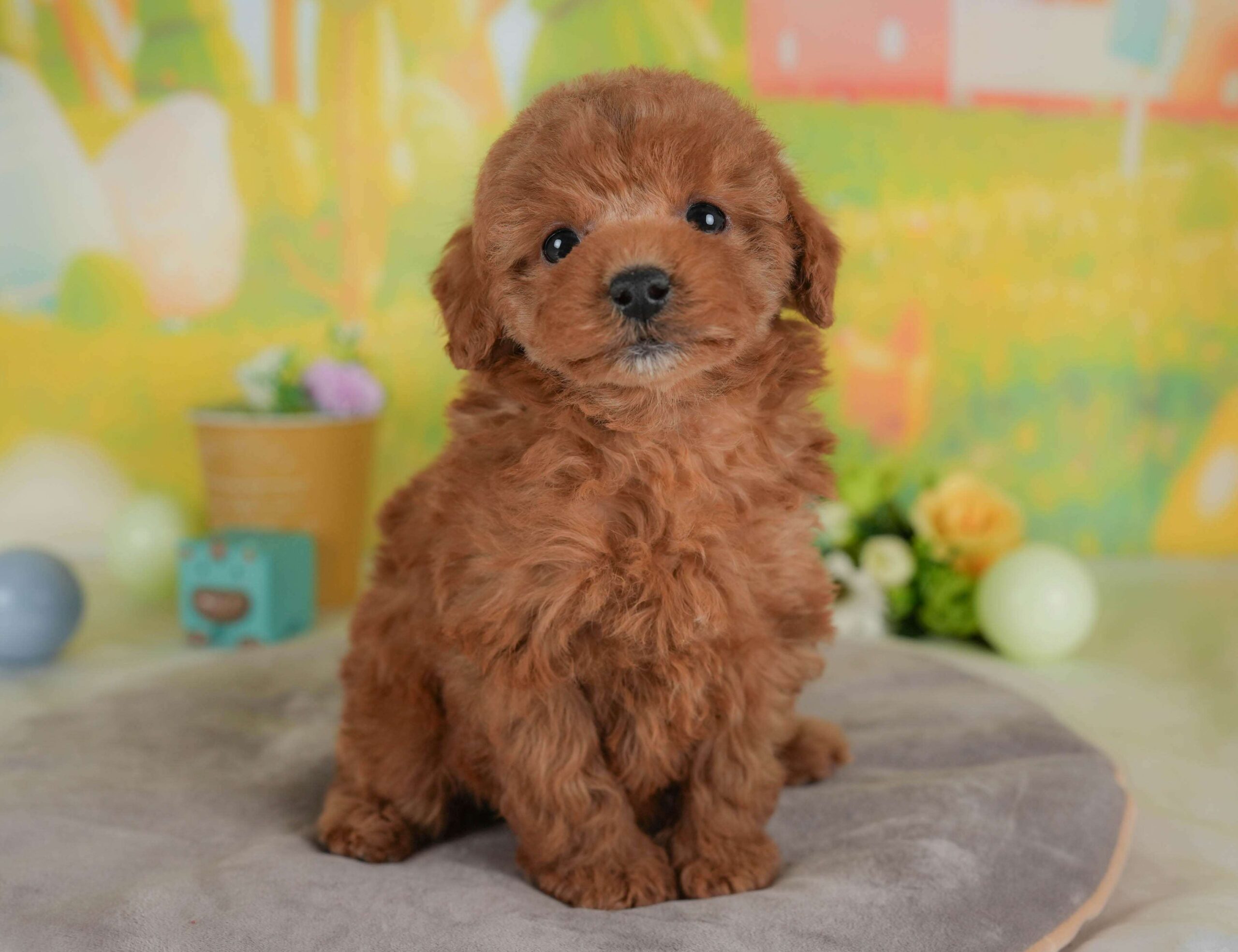 トイ・プードル | 女の子 | レッド | 2026年1月30日