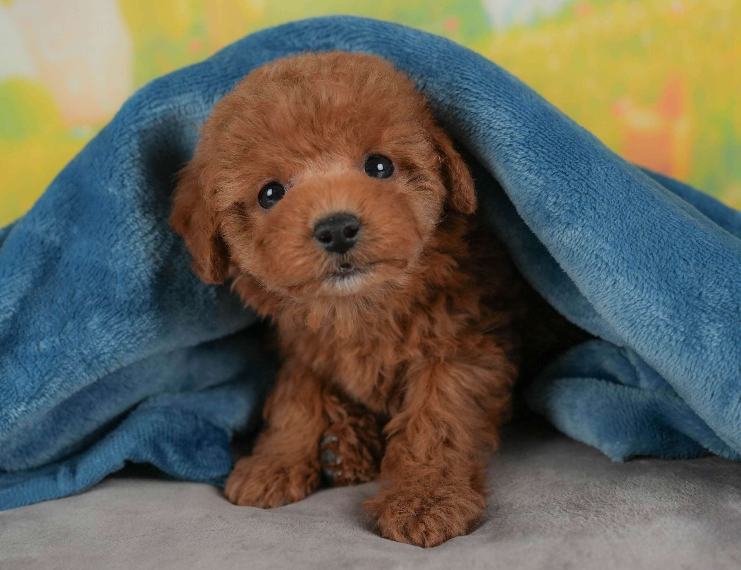 トイ・プードル | 女の子 | レッド | 2026年1月30日