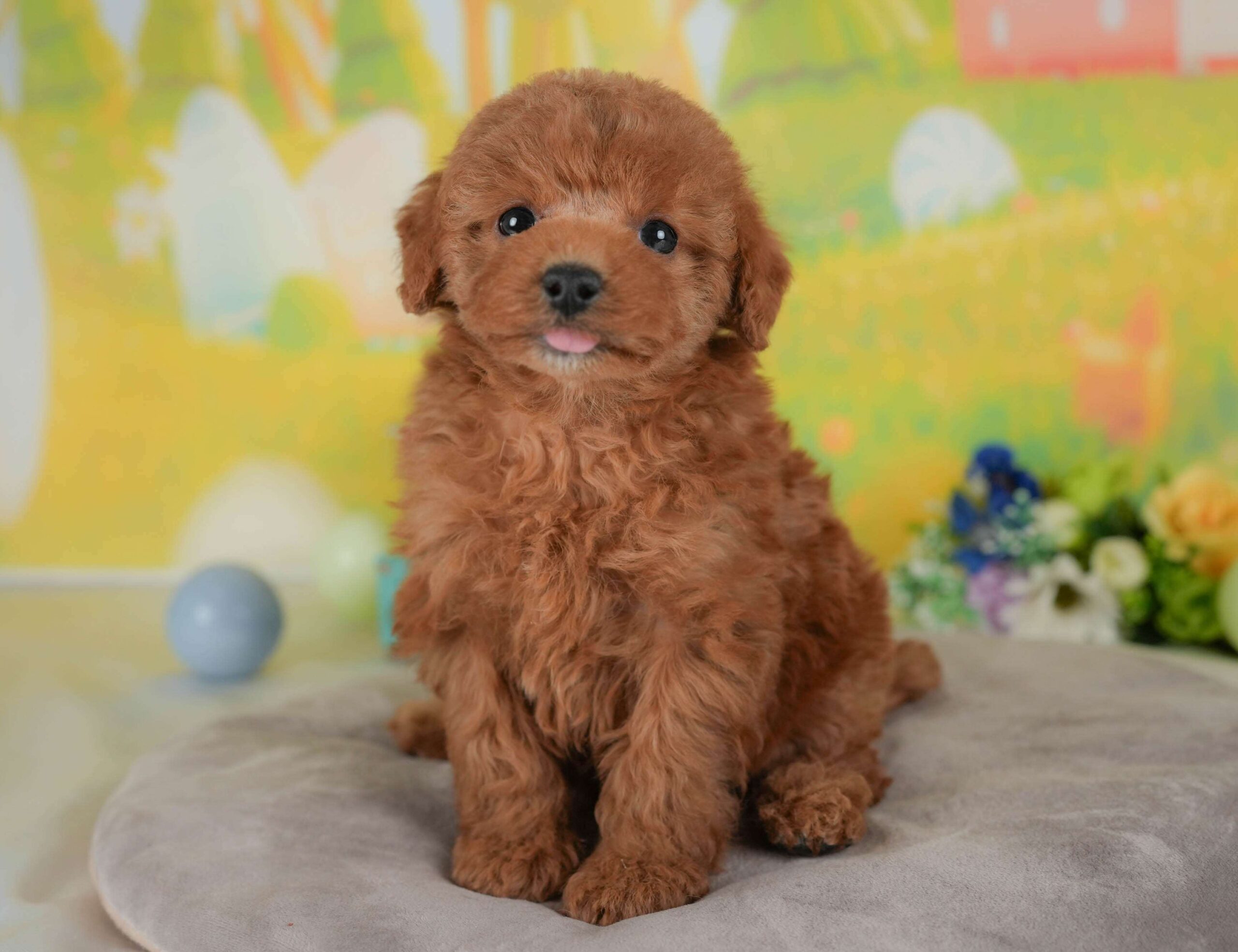 トイ・プードル | 女の子 | レッド | 2026年1月30日