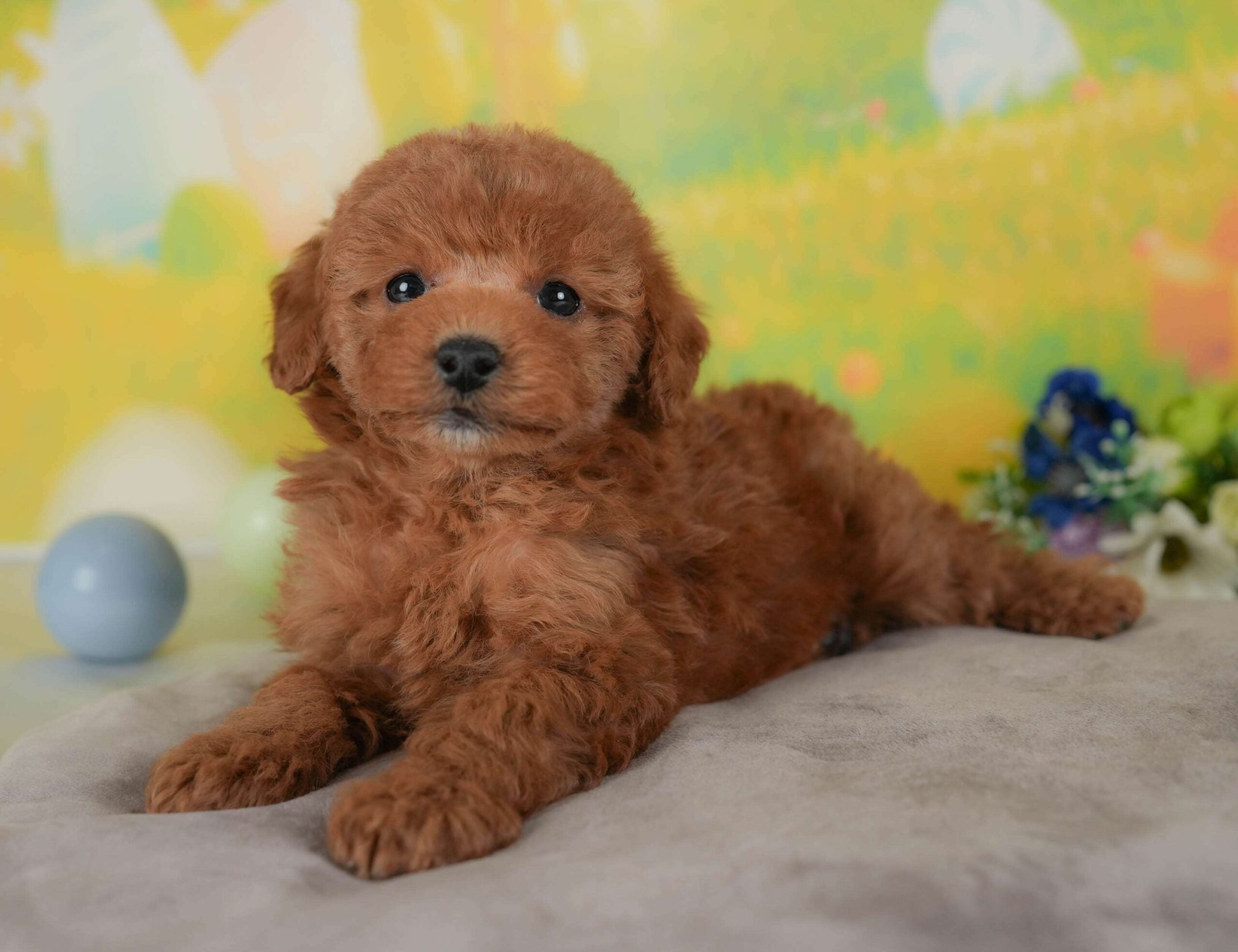 トイ・プードル | 女の子 | レッド | 2026年1月30日