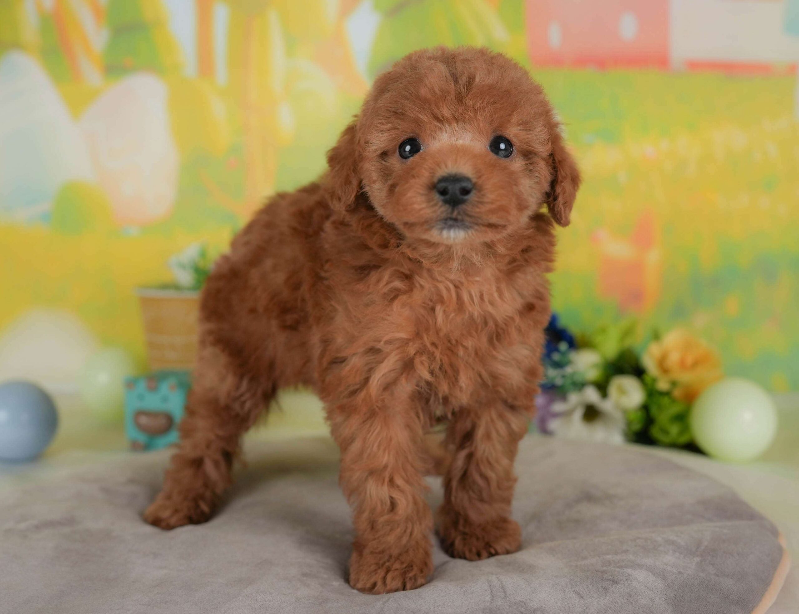 トイ・プードル | 女の子 | レッド | 2026年1月30日