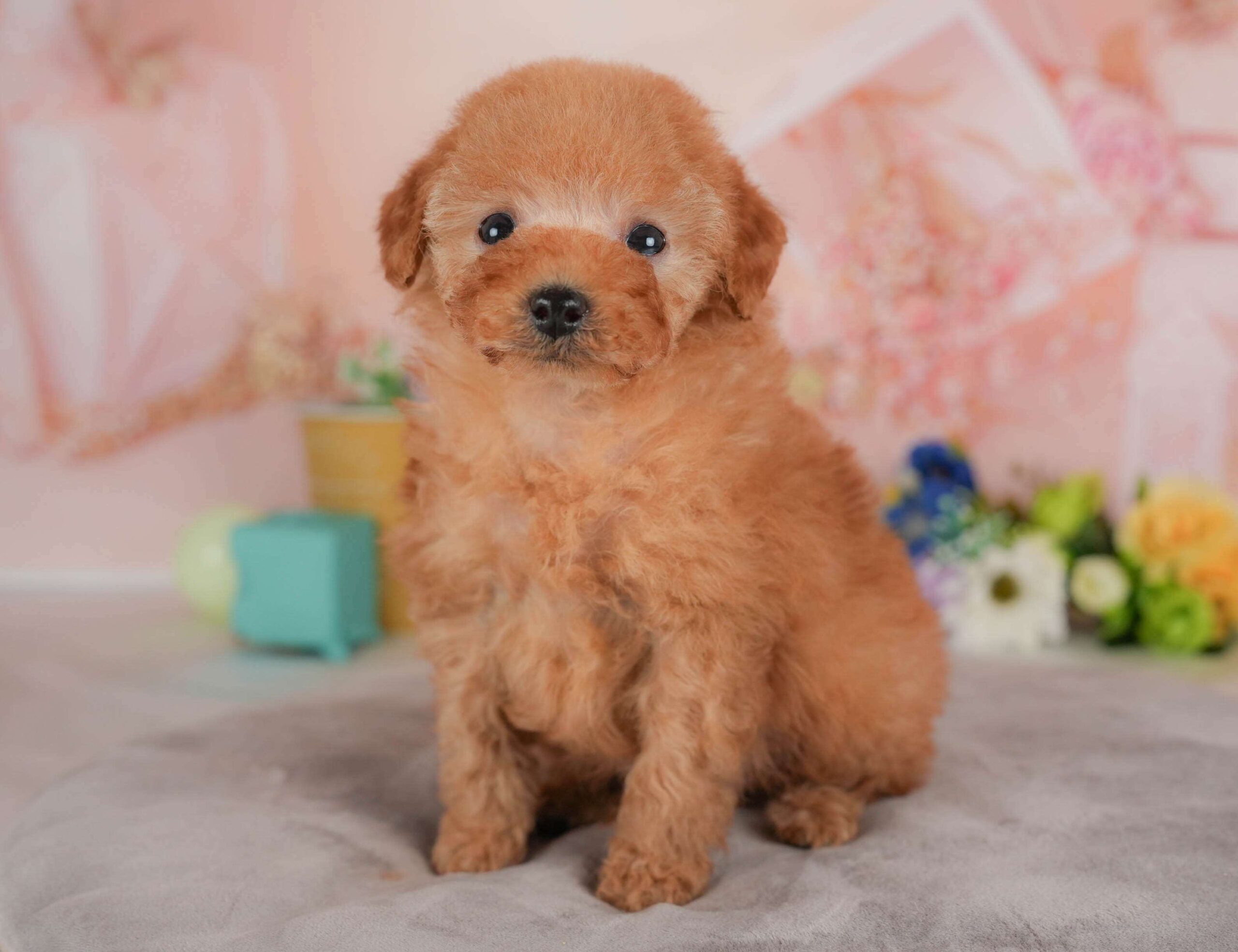 トイ・プードル | 男の子 | レッド | 2026年2月1日