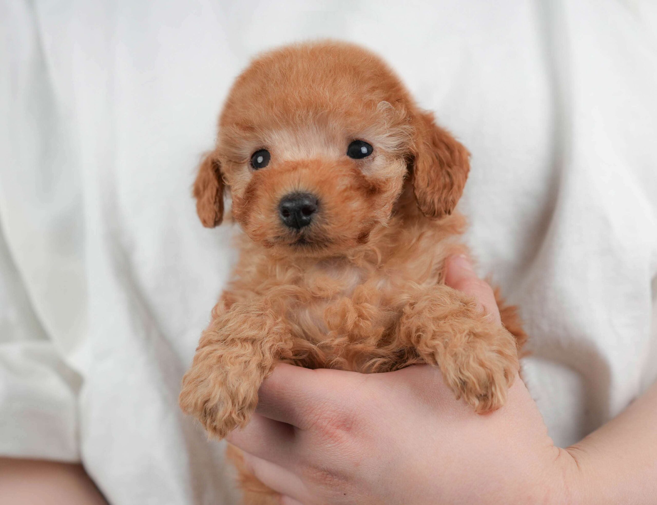 トイ・プードル | 男の子 | レッド | 2026年2月1日