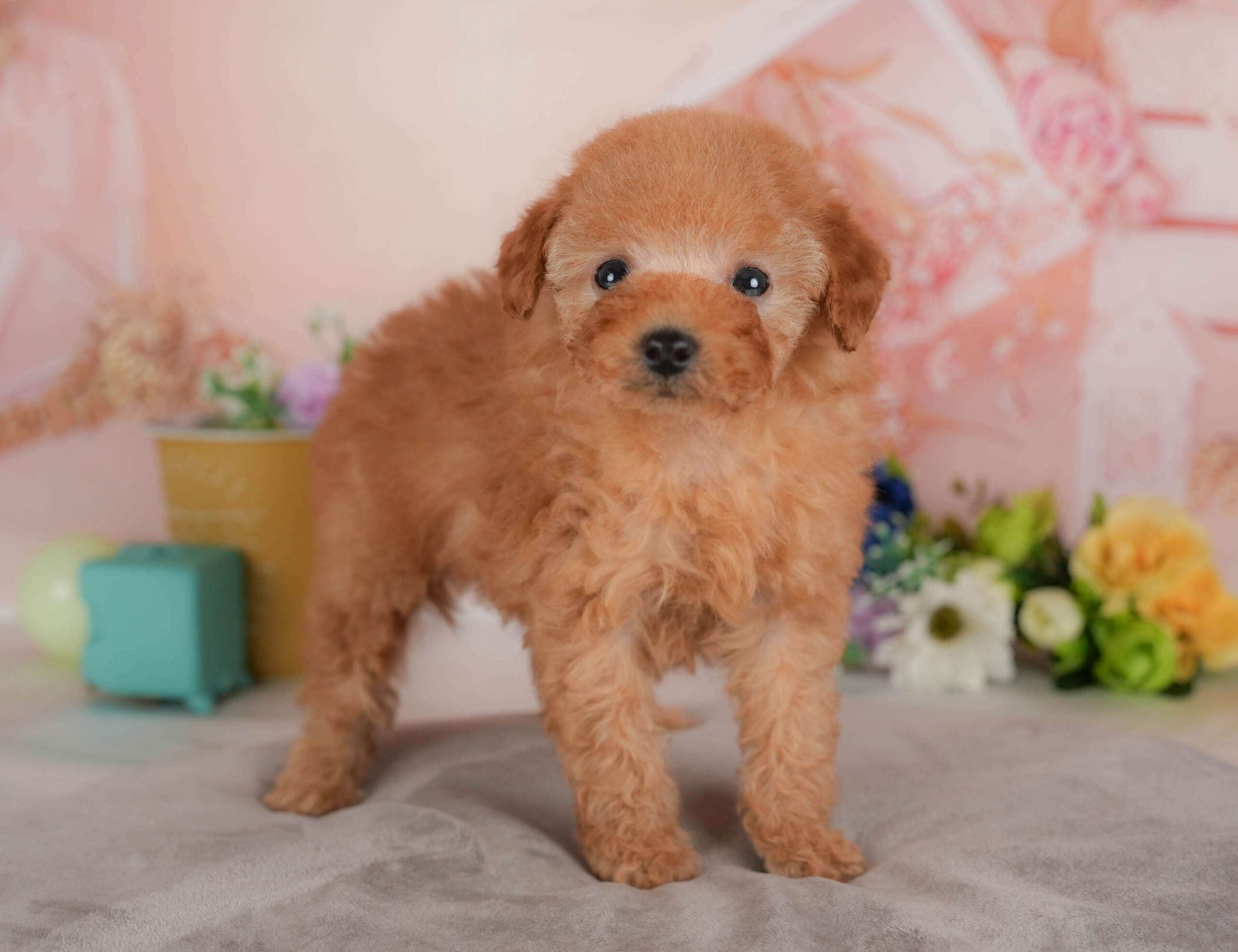 トイ・プードル | 男の子 | レッド | 2026年2月1日