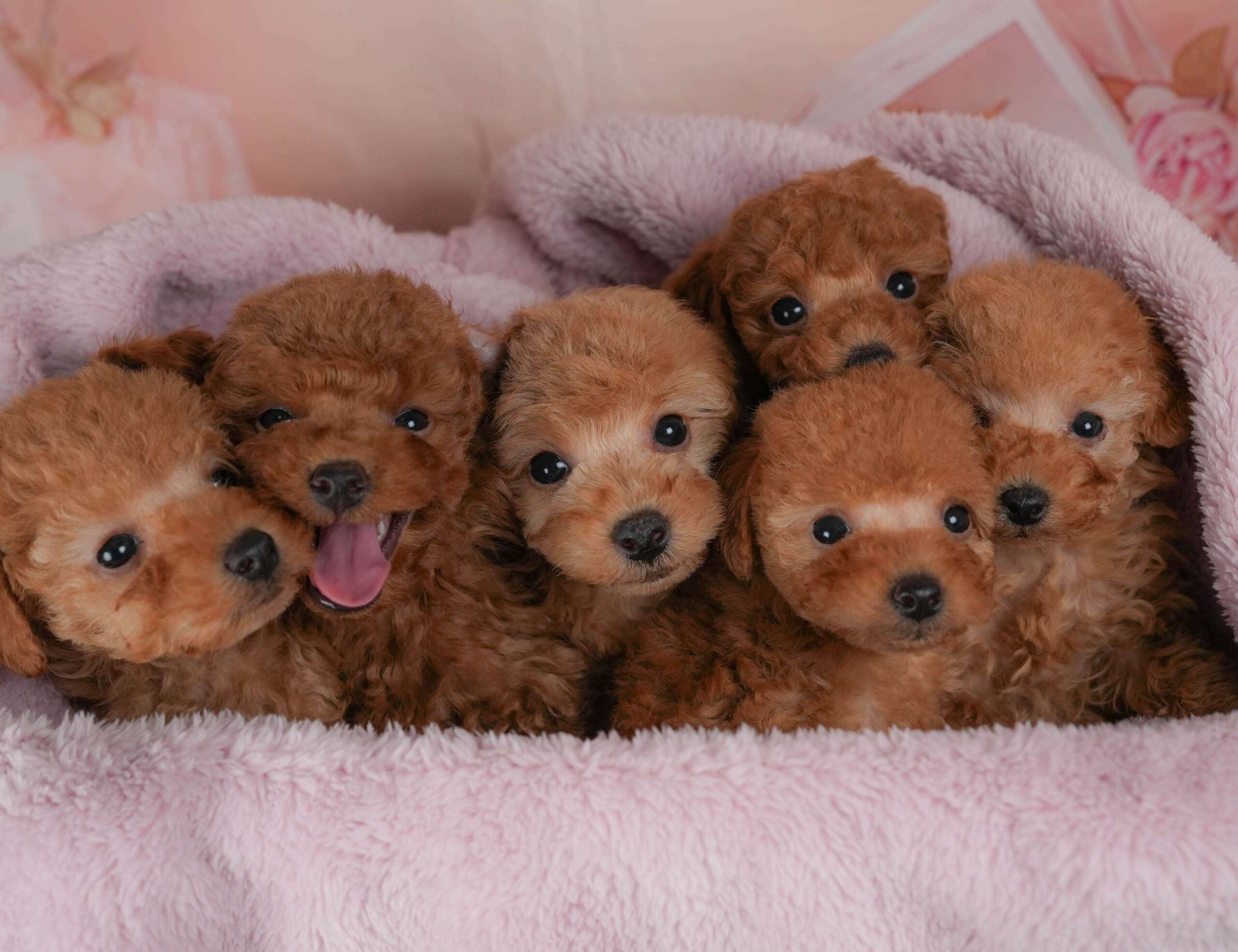 トイ・プードル | 男の子 | レッド | 2026年2月1日