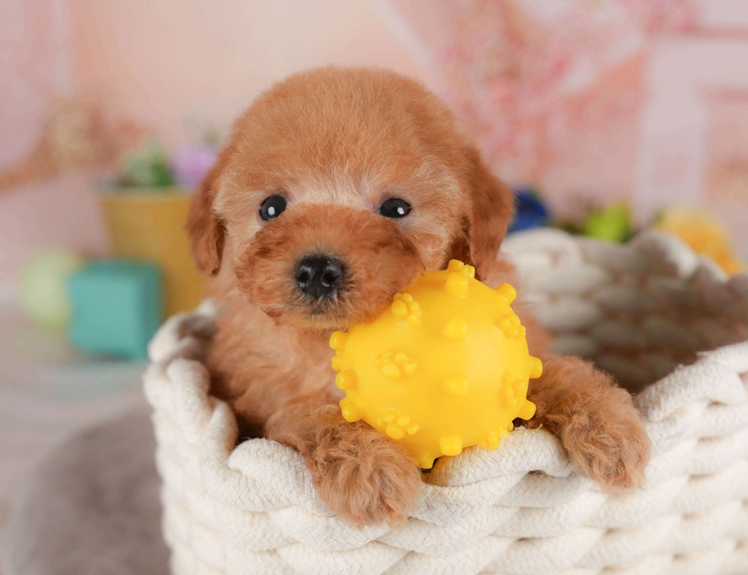 トイ・プードル | 男の子 | レッド | 2026年2月1日