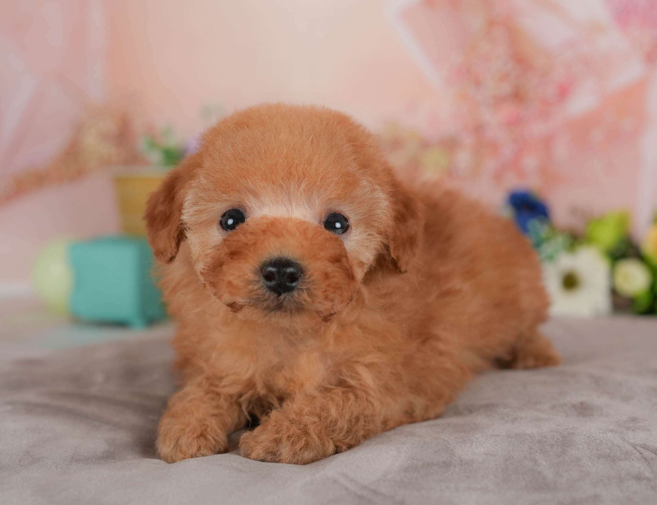 トイ・プードル | 男の子 | レッド | 2026年2月1日