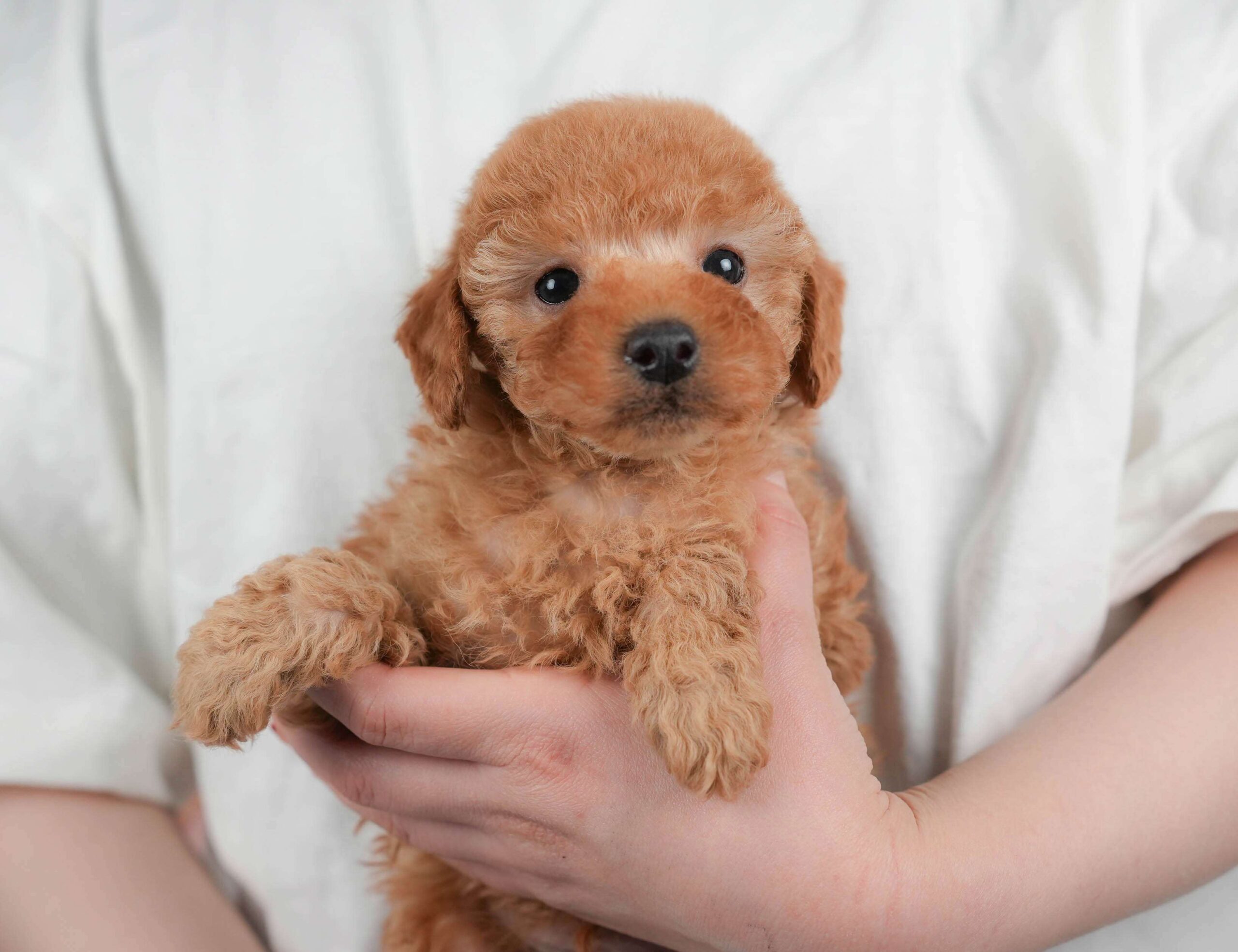 トイ・プードル | 男の子 | レッド | 2026年2月1日