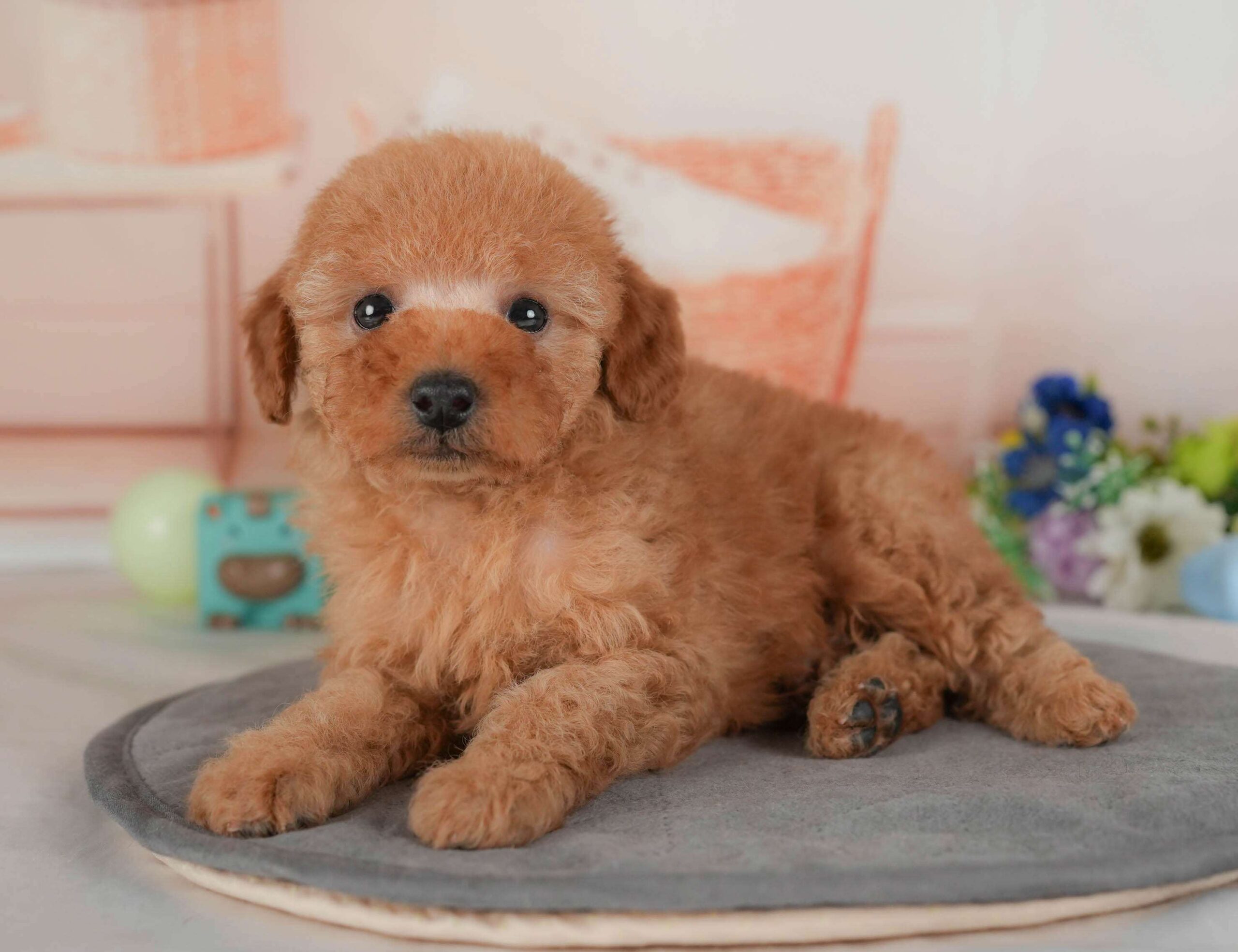 トイ・プードル | 男の子 | レッド | 2026年2月1日