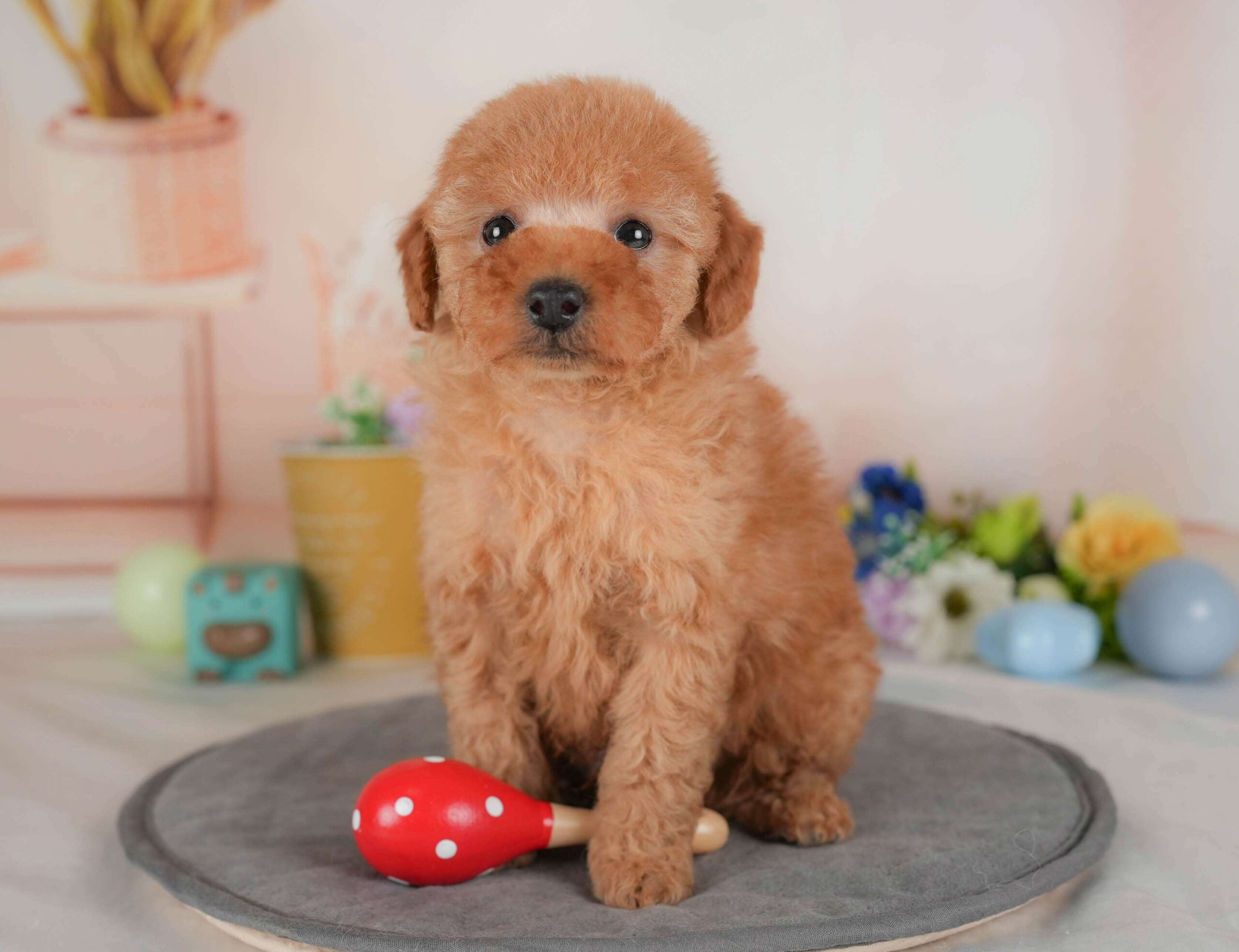 トイ・プードル | 男の子 | レッド | 2026年2月1日