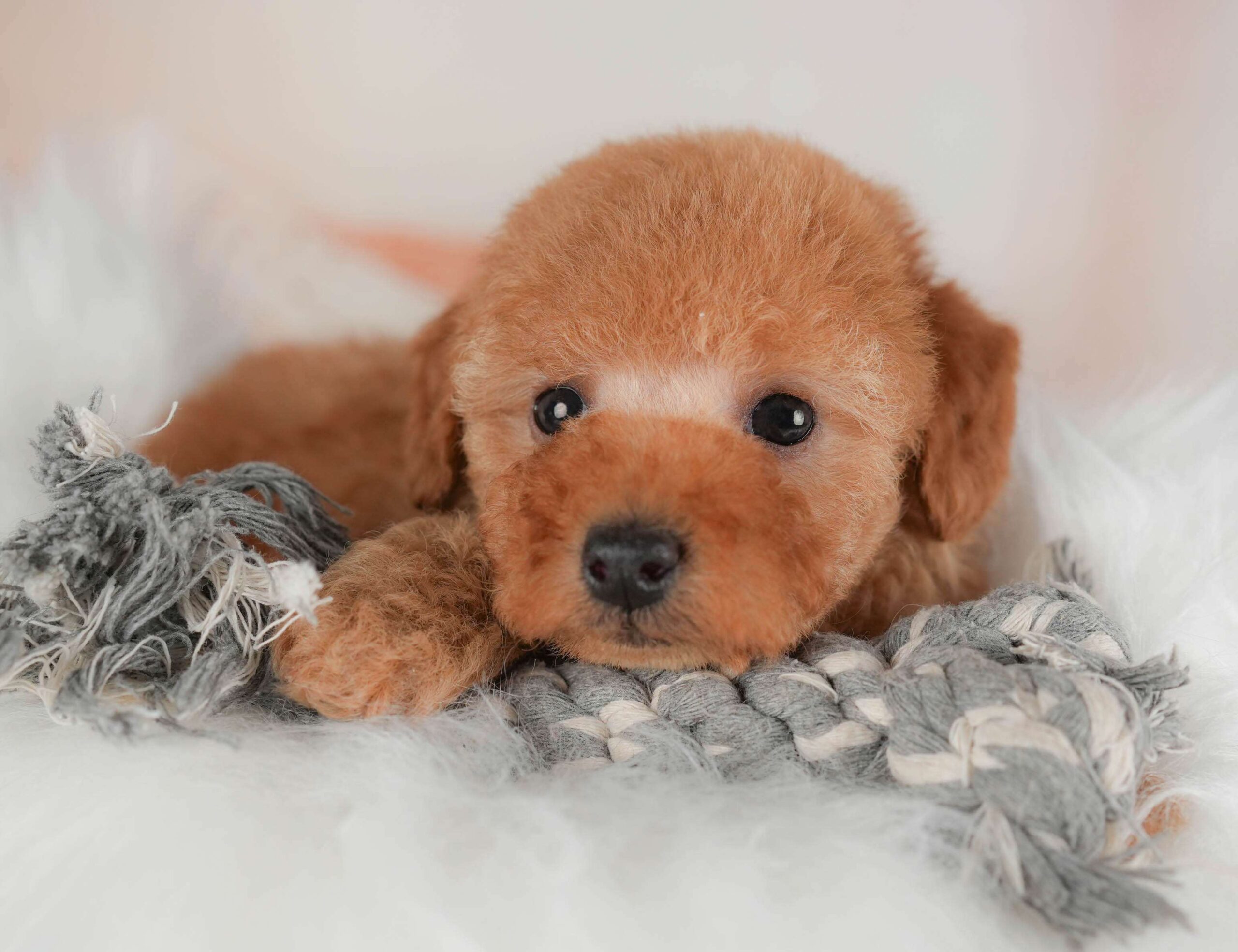 トイ・プードル | 男の子 | レッド | 2026年2月1日