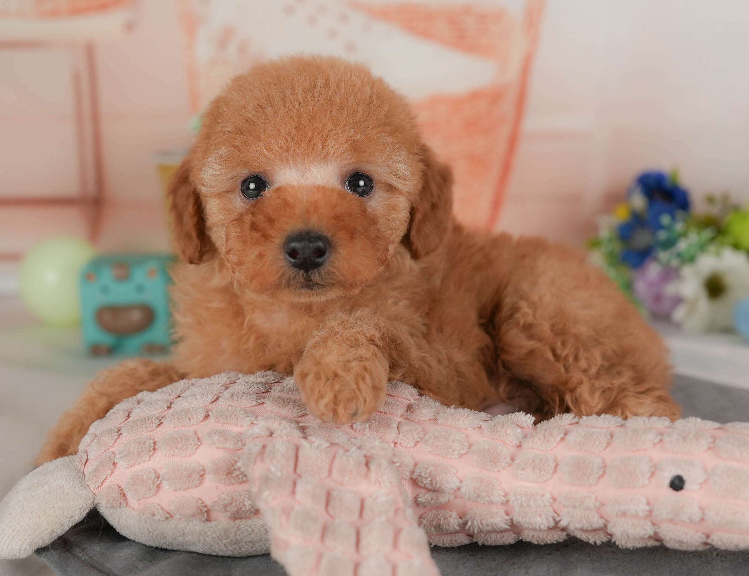 トイ・プードル | 男の子 | レッド | 2026年2月1日
