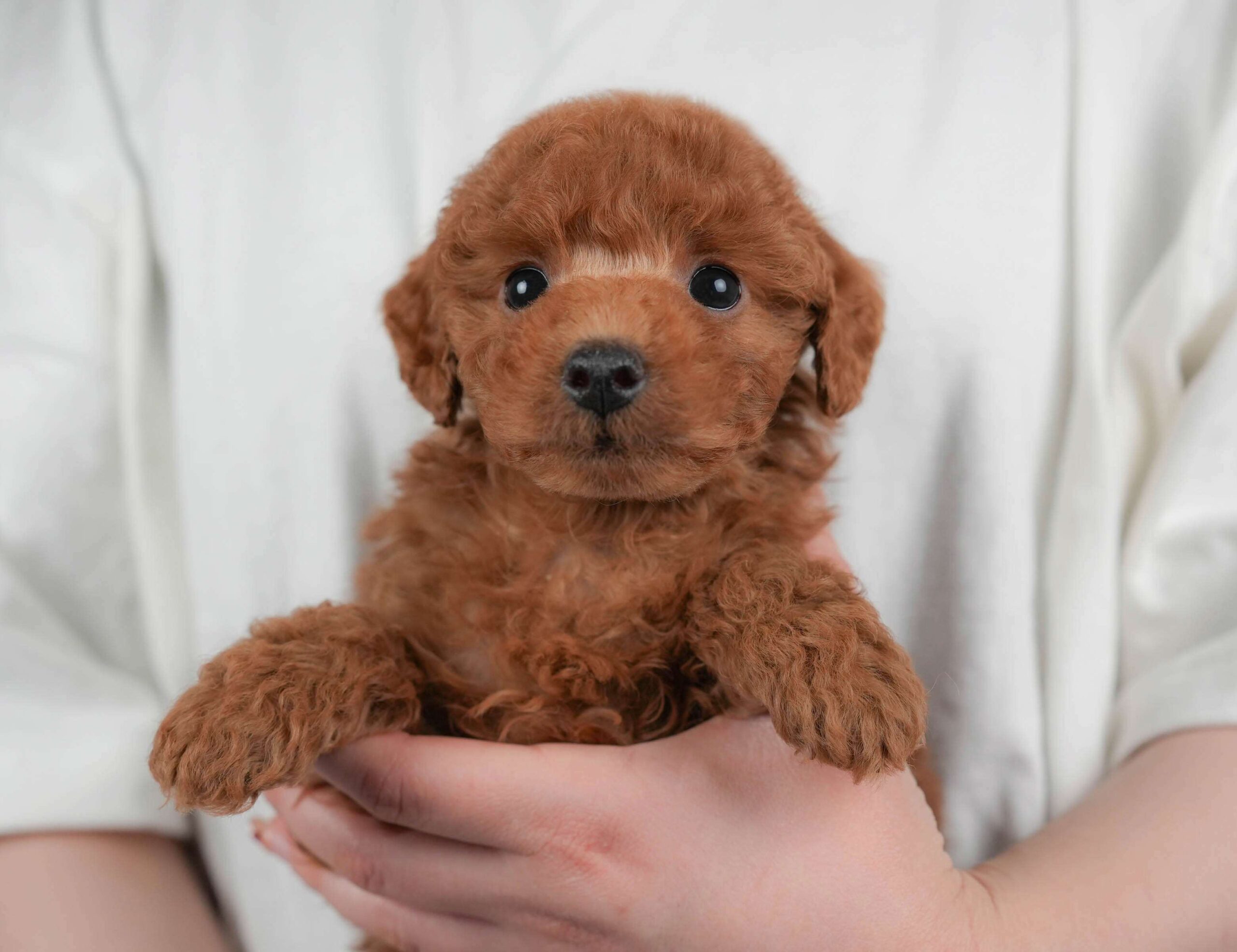 トイ・プードル | 男の子 | レッド | 2026年2月1日