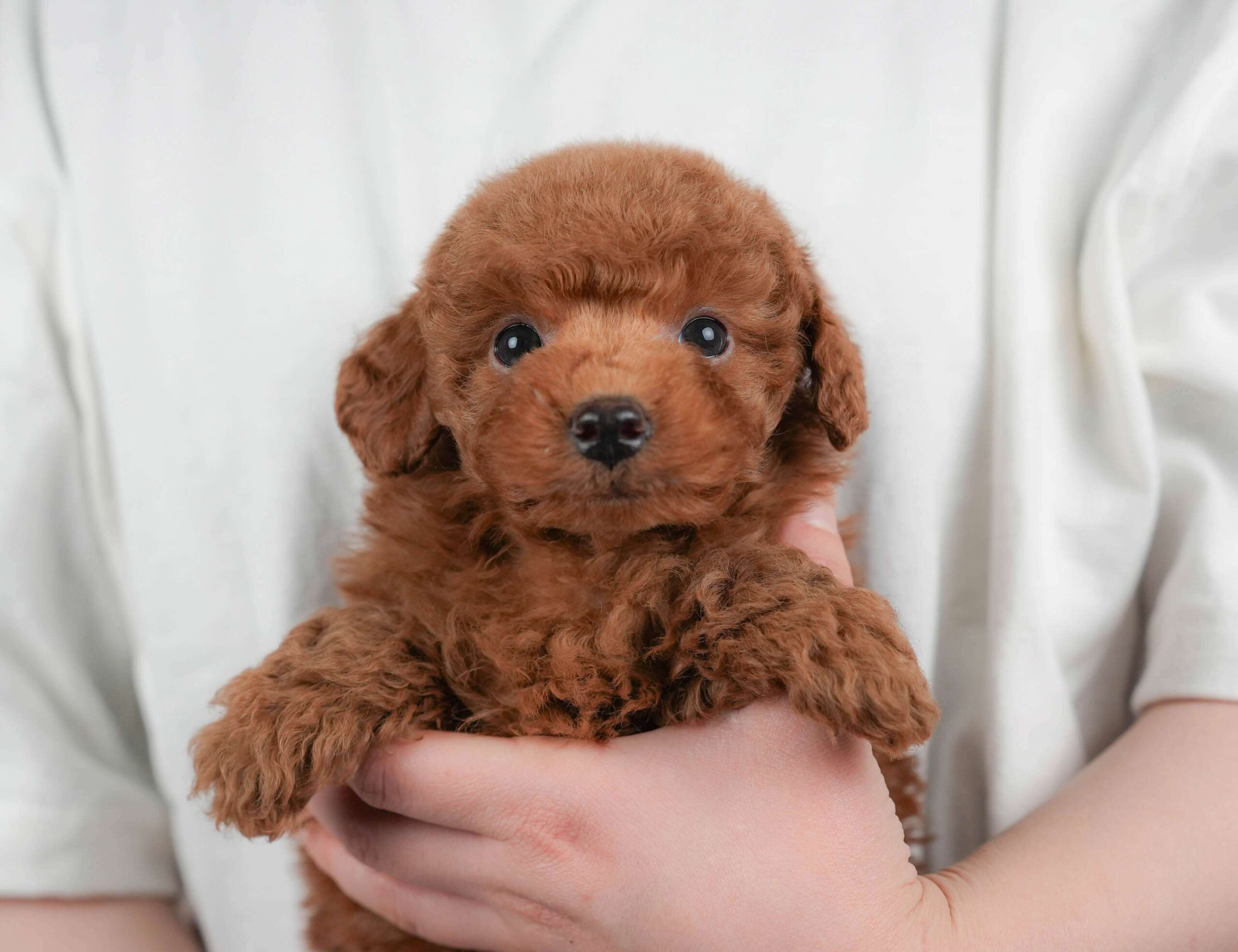 トイ・プードル | 男の子 | レッド | 2026年2月1日